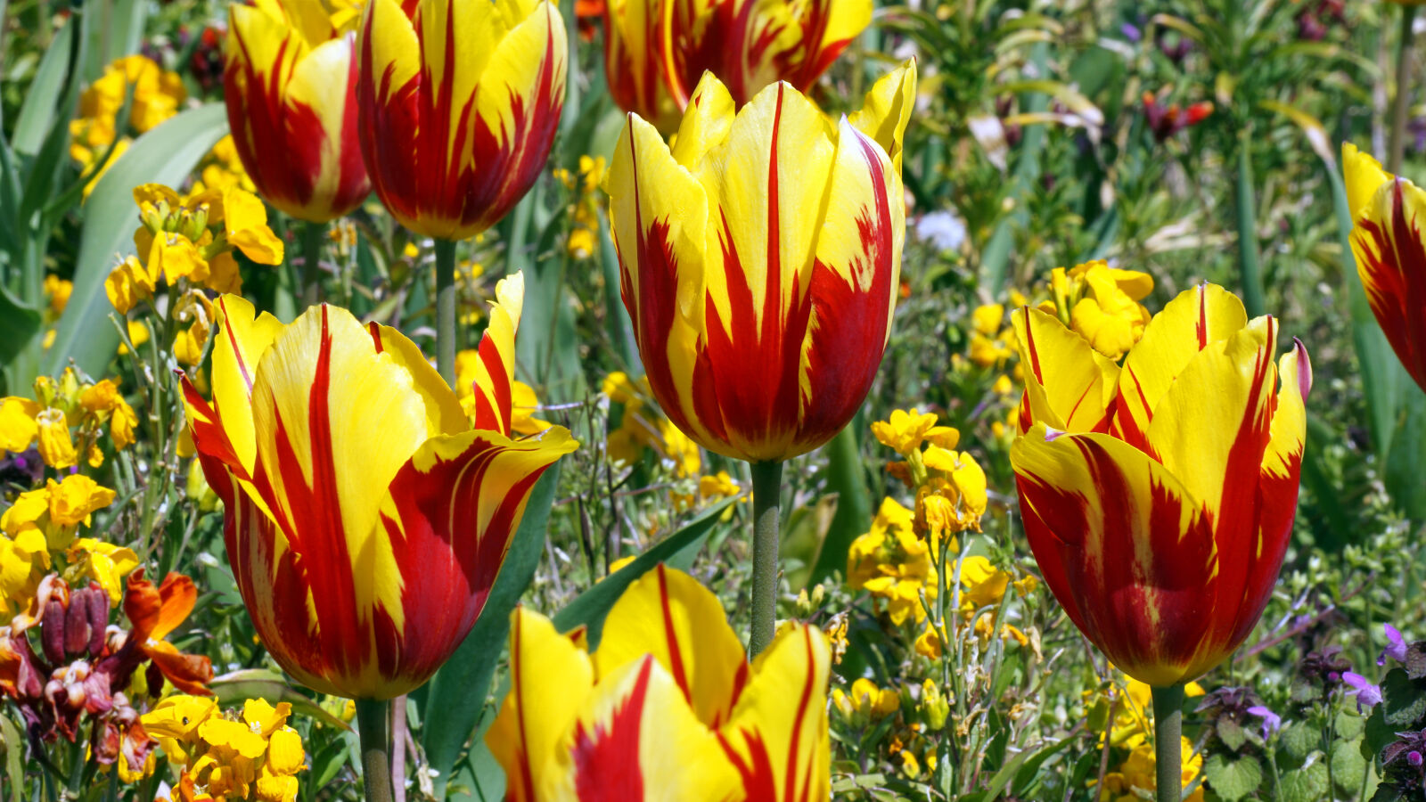 Sony E 55-210mm F4.5-6.3 OSS sample photo. Flower, red, tulips, yellow photography