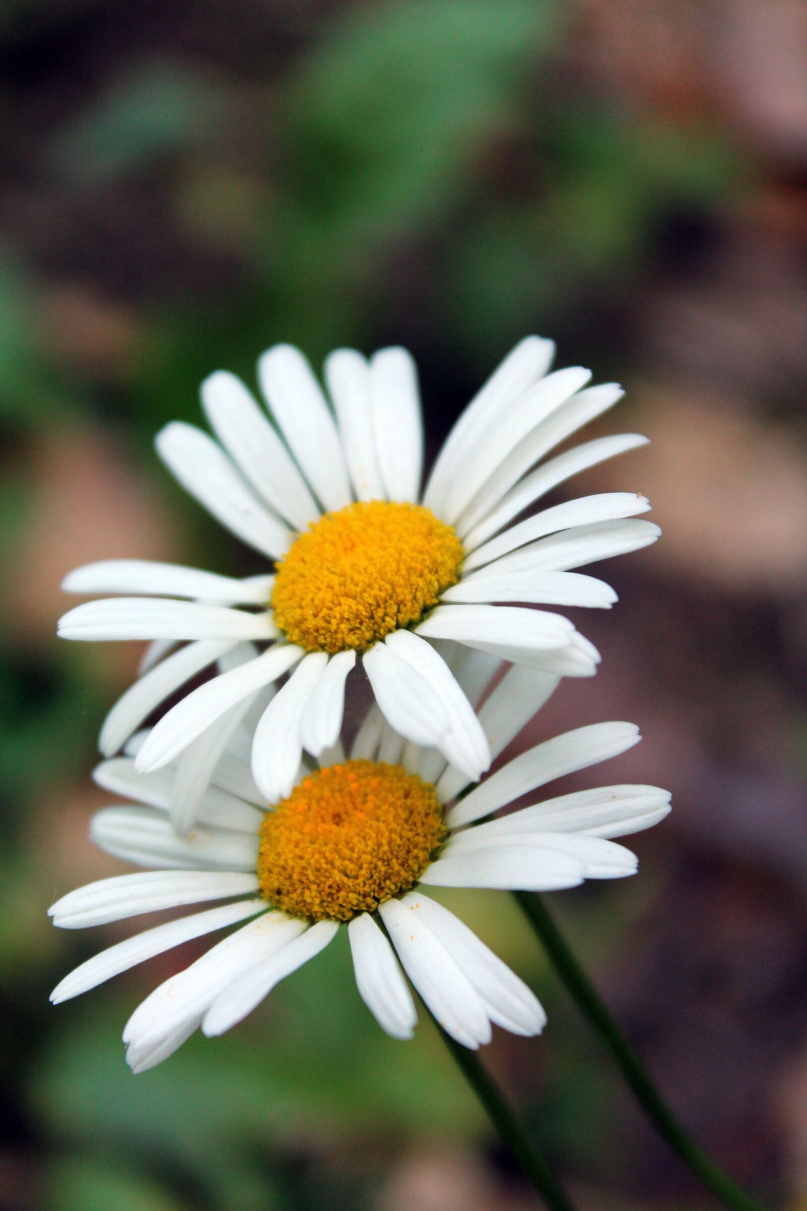 Canon EOS 1100D (EOS Rebel T3 / EOS Kiss X50) sample photo. Flower, white flower, white photography