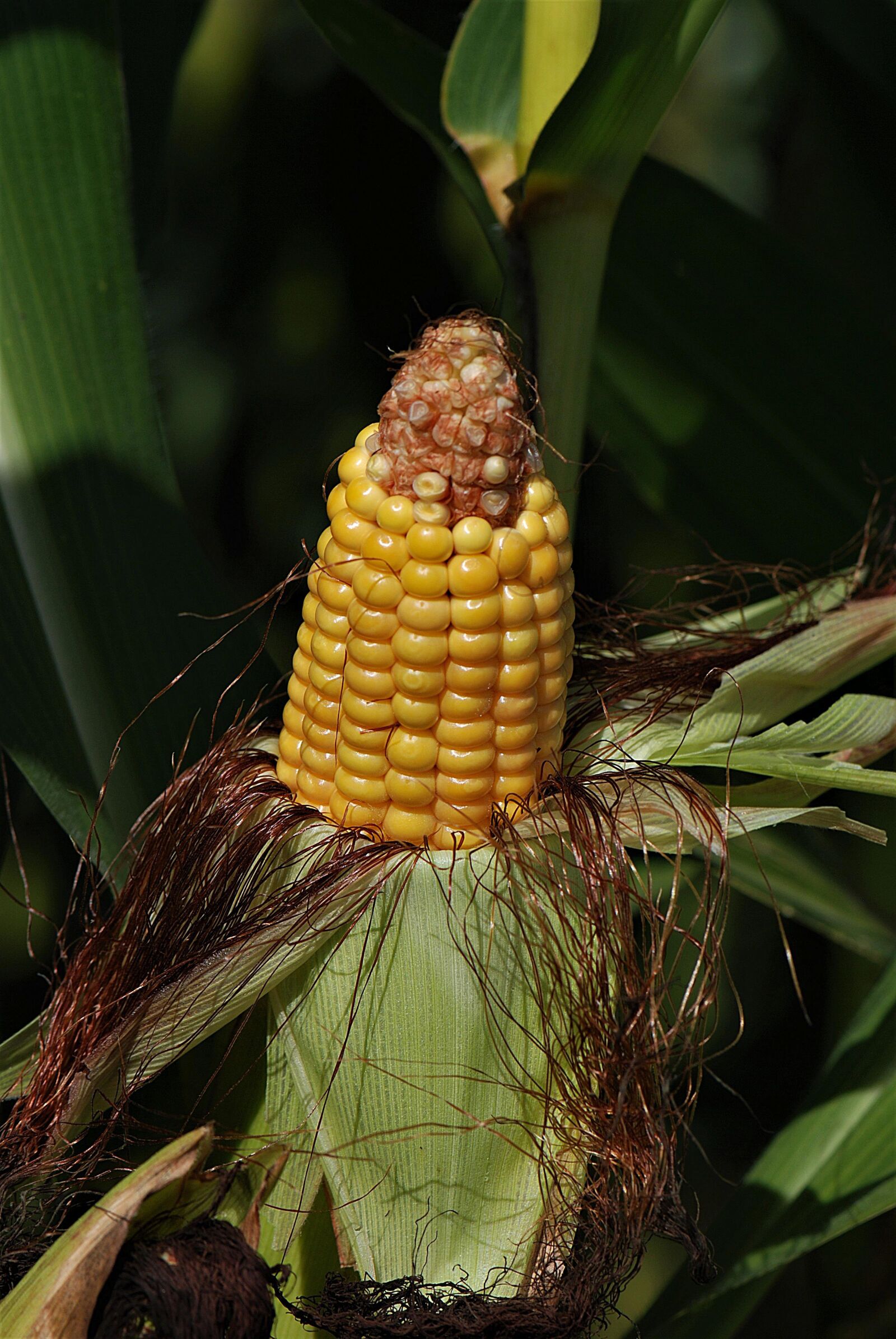 Nikon D80 sample photo. Corn on the cob photography