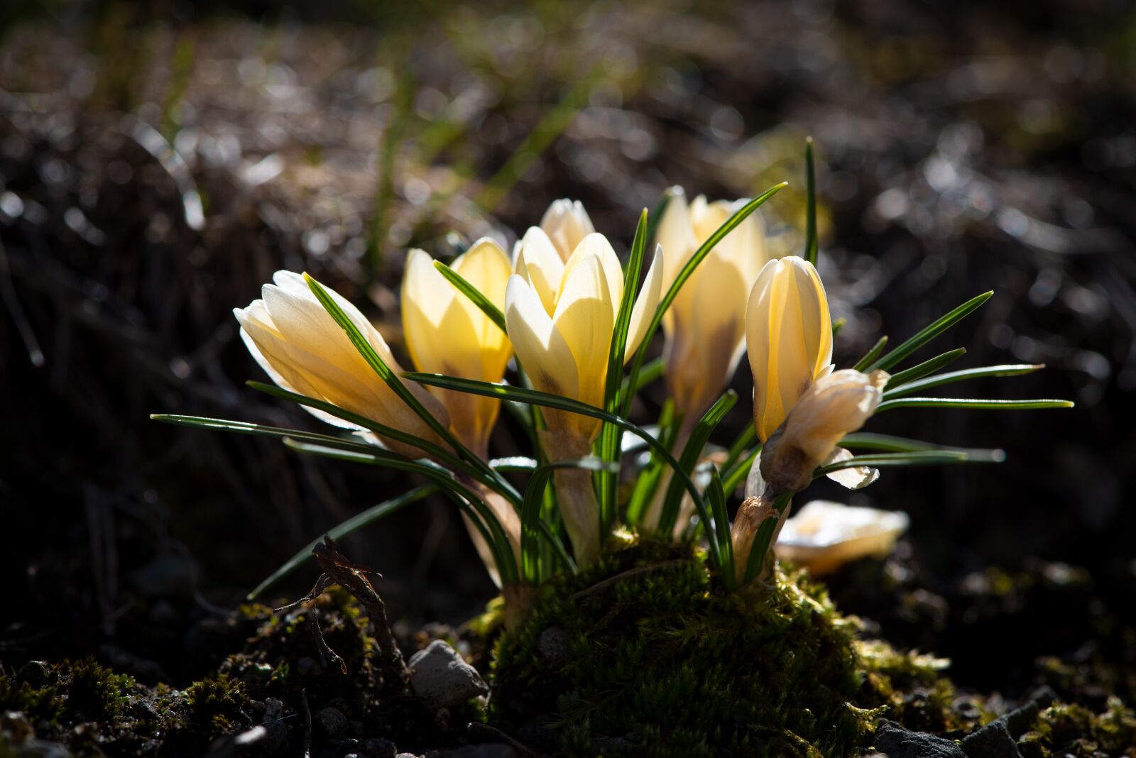 Nikon D750 sample photo. Crocus, yellow, spring photography