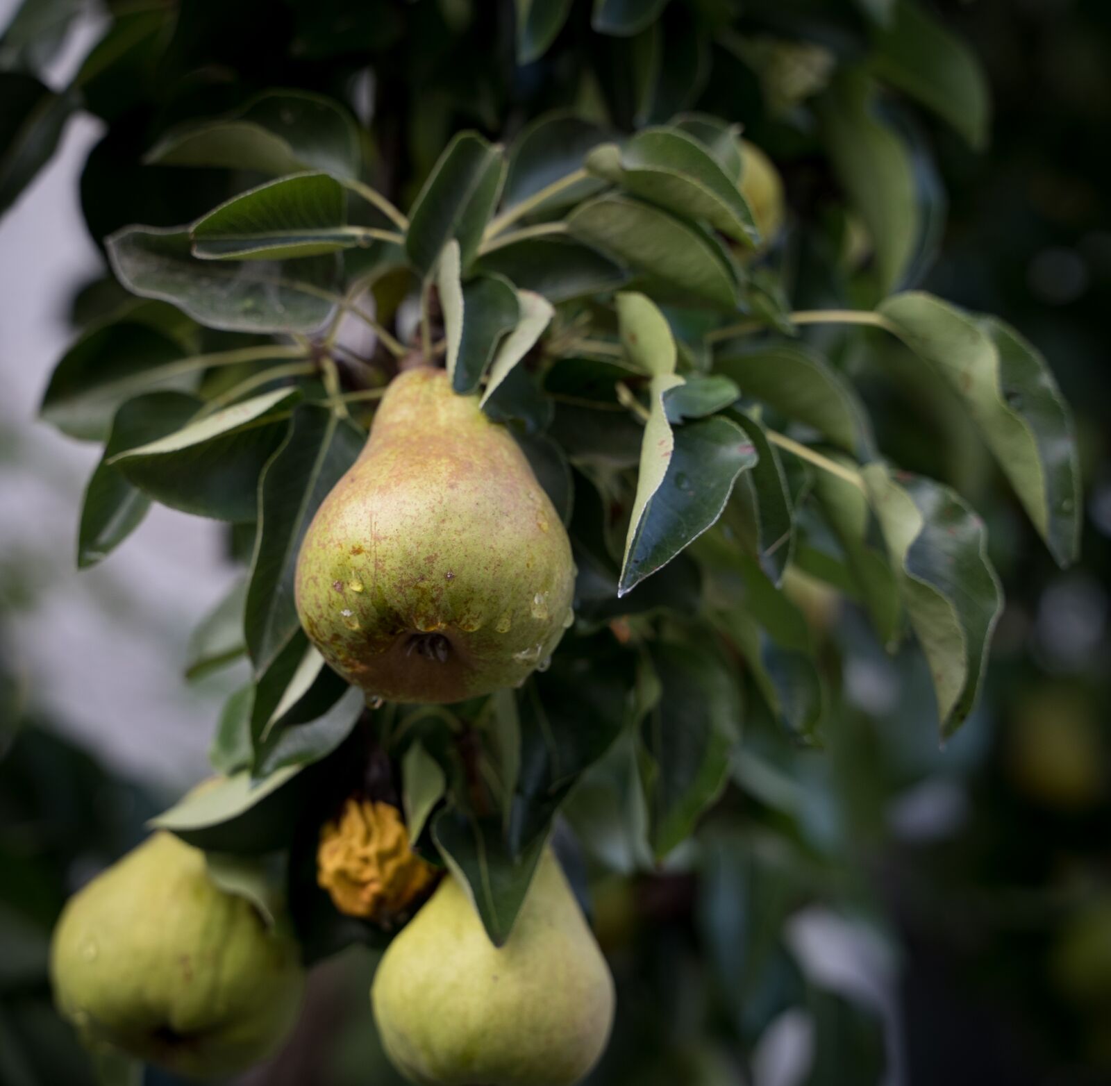 Sony a7 III sample photo. Pears, pear, rain photography