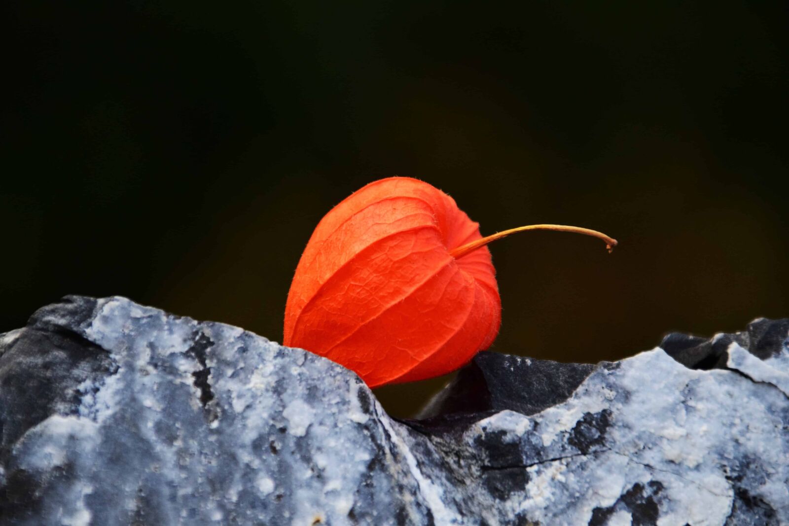 Nikon D3300 sample photo. Nature, autumn, flora, plant photography