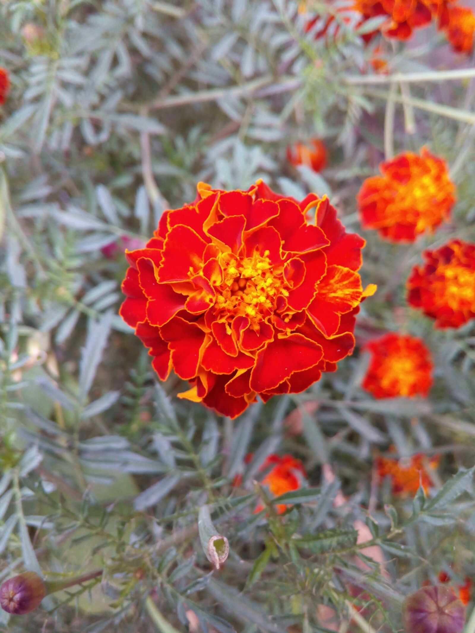 Micromax Canvas Spark sample photo. Marigold, flora, flower photography