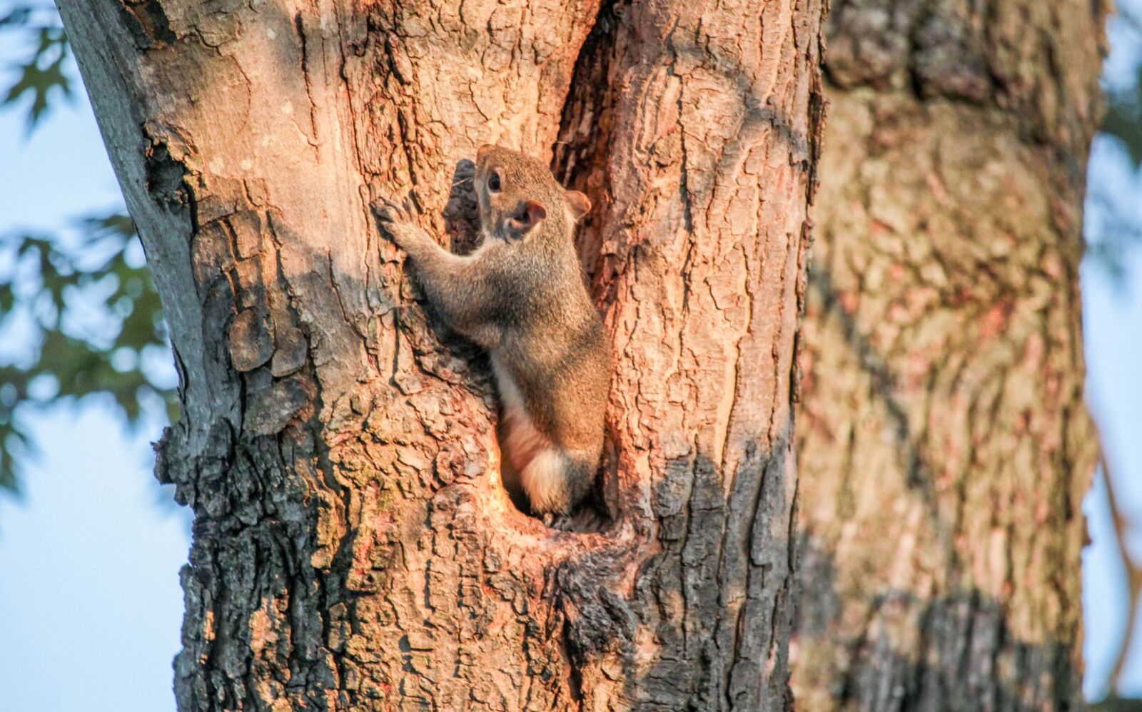 Canon EOS 700D (EOS Rebel T5i / EOS Kiss X7i) sample photo. Tree, wood, nature photography