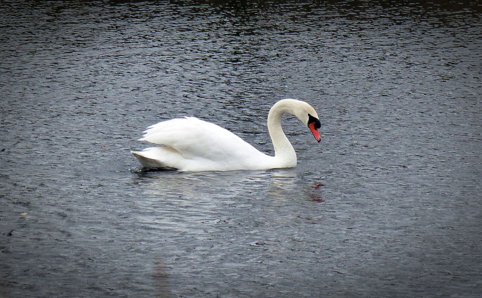 Panasonic Lumix DMC-FZ200 sample photo. Swan, water bird, swans photography