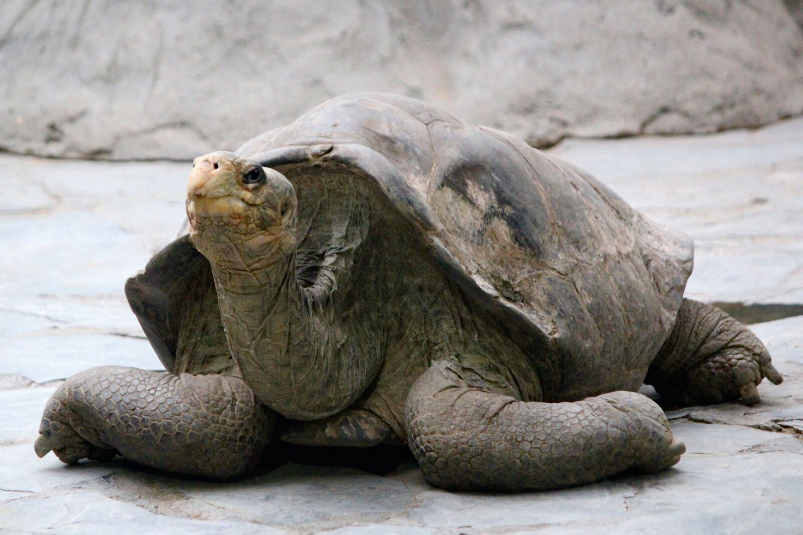 Canon EOS 550D (EOS Rebel T2i / EOS Kiss X4) sample photo. Turtle, huge, the galapagos photography