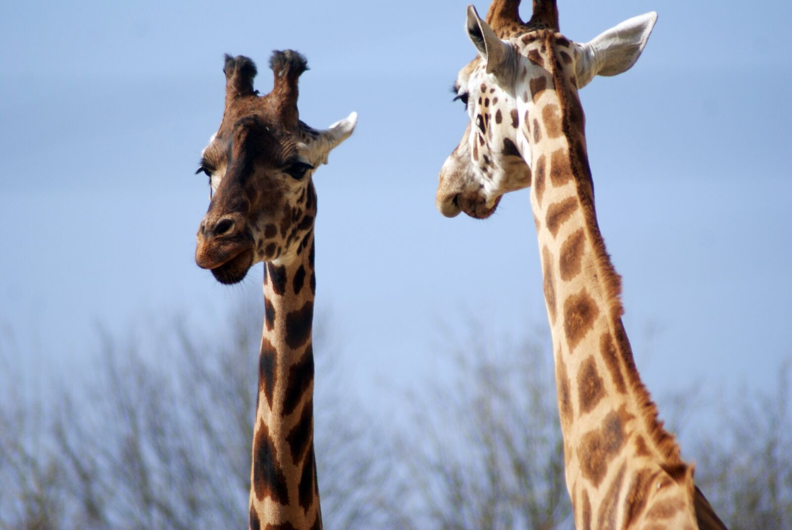 Sony Alpha DSLR-A300 sample photo. Giraffe, animal, zoo photography