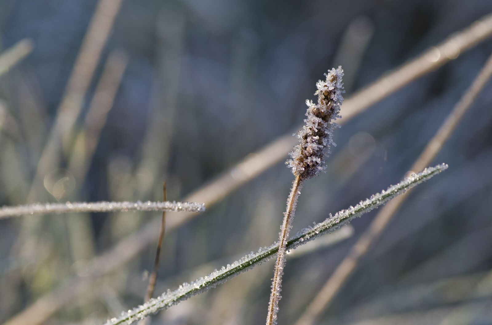 Pentax K-30 sample photo. Grass, frost, meadow photography