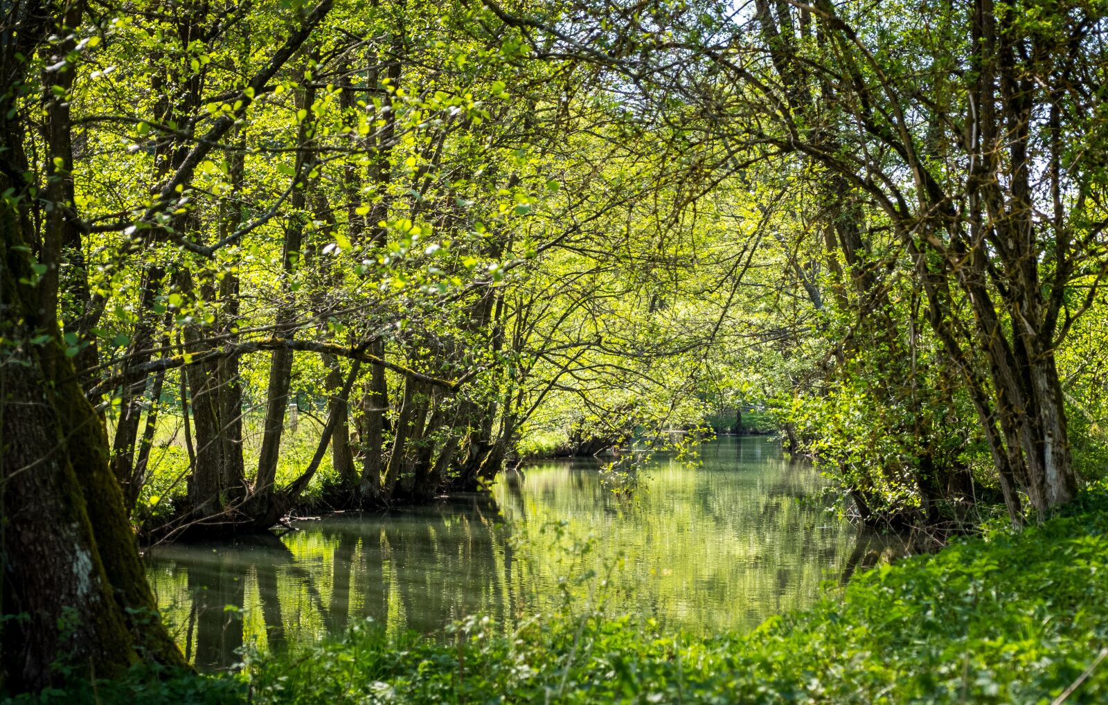 Fujifilm XF 16-55mm F2.8 R LM WR sample photo. Nature, wood, tree photography