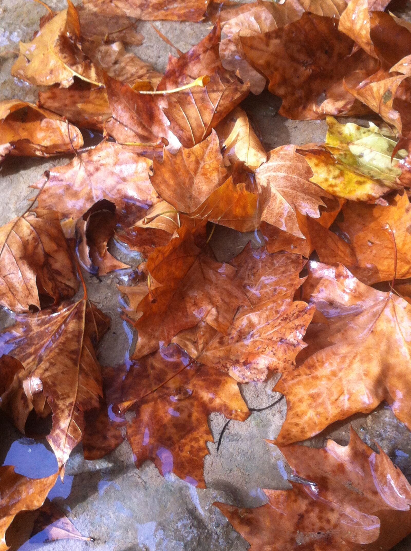 iPhone 4 back camera 3.85mm f/2.8 sample photo. Autumn, leaf, water photography