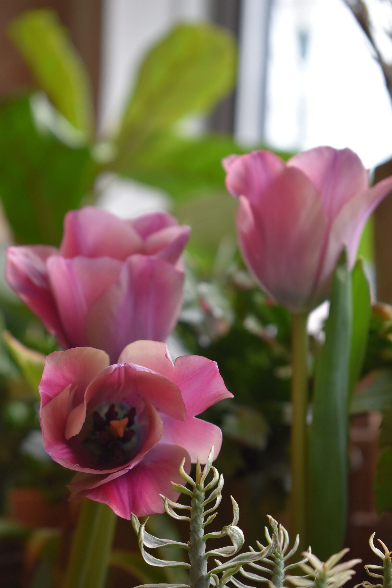Nikon D3500 sample photo. Flowers, pink, spring photography