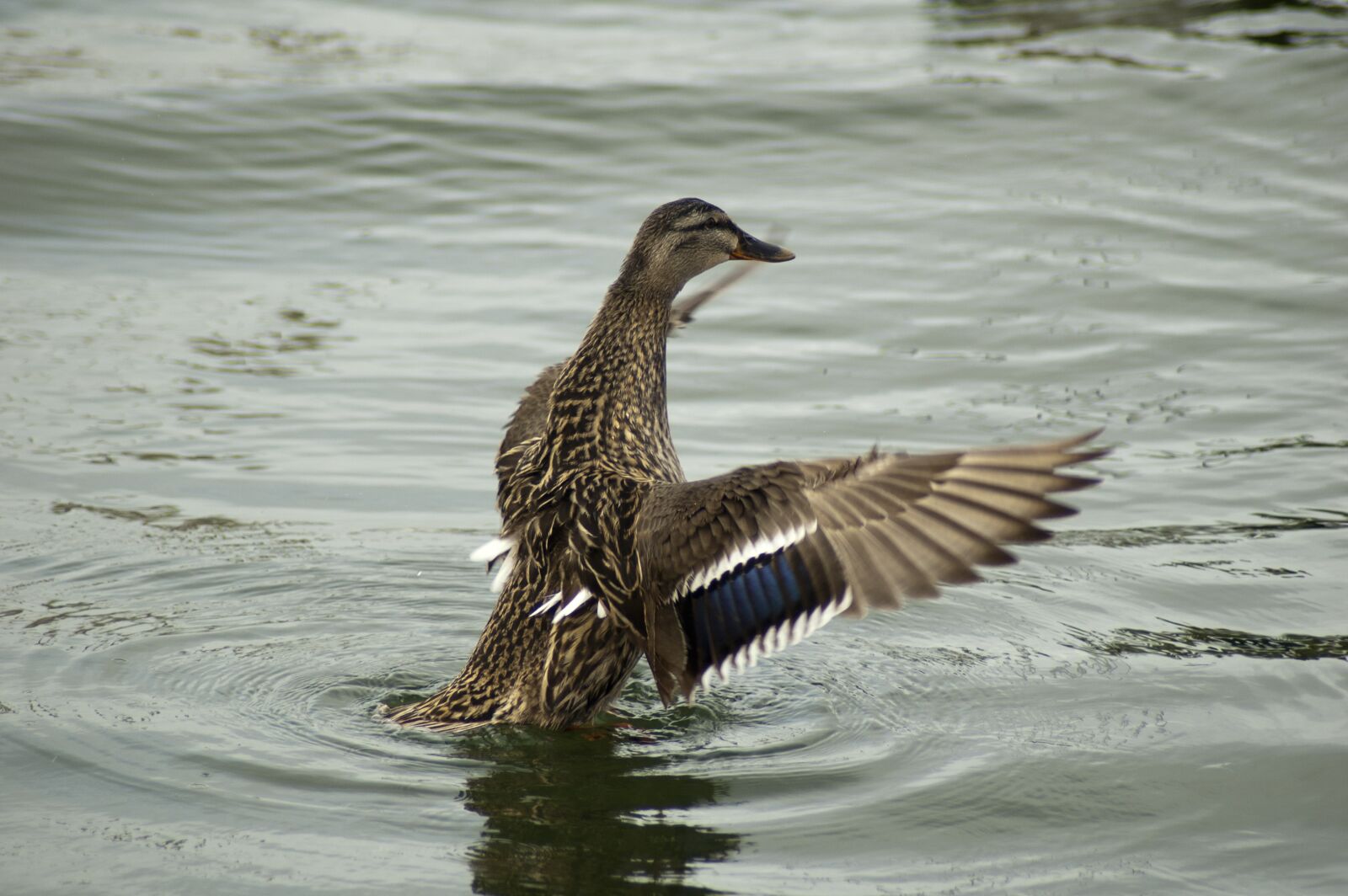 Nikon D50 sample photo. Birds, body of water photography