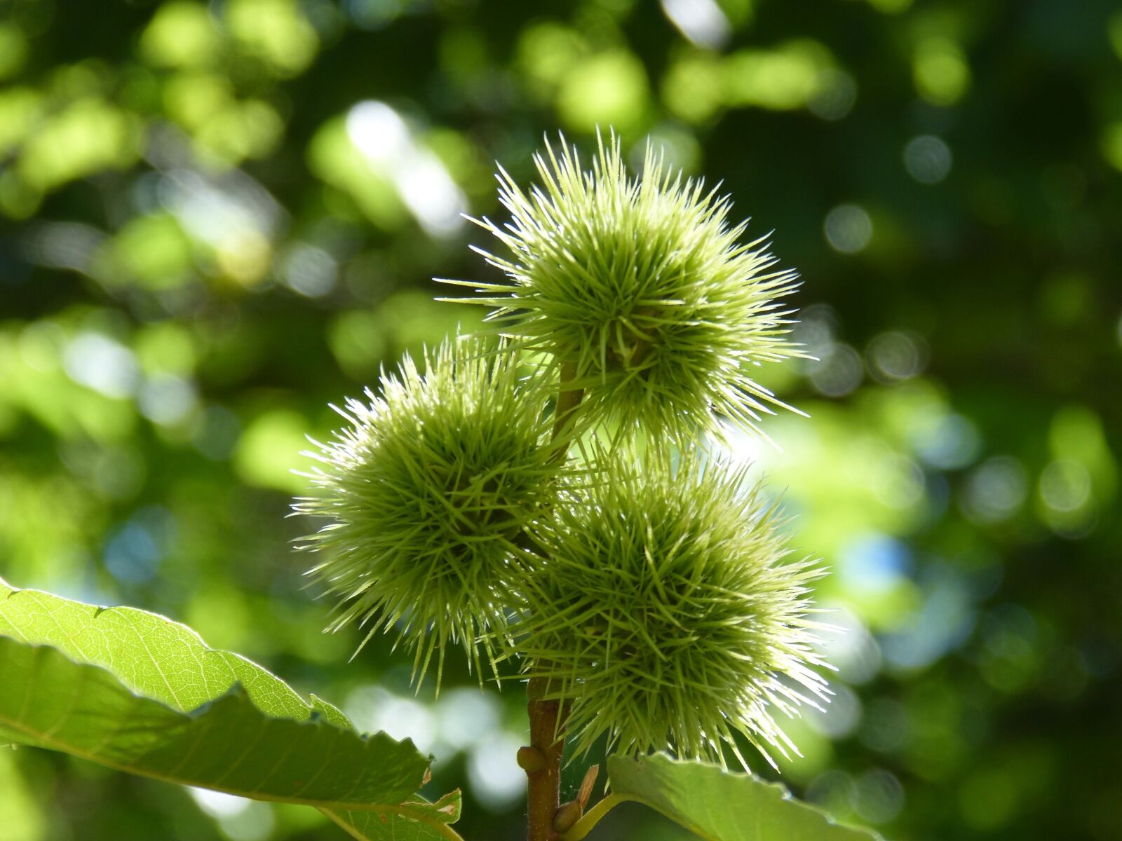 Panasonic DMC-FZ62 sample photo. Brown, chestnuts, skewers photography