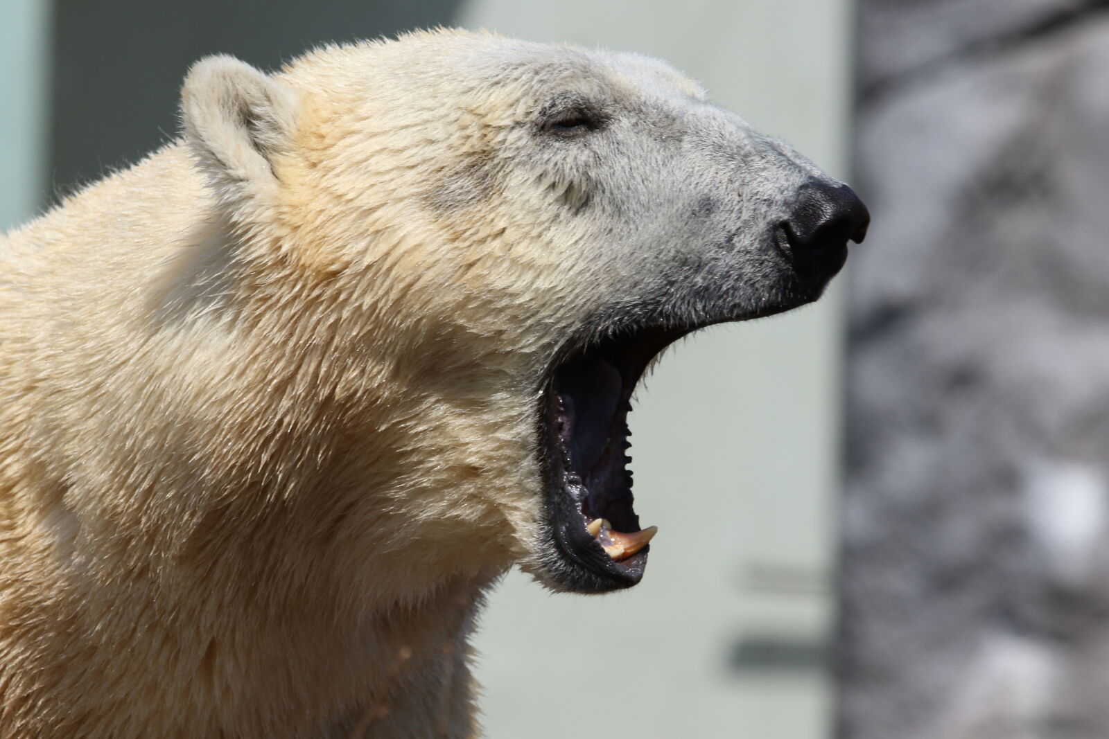 Canon EOS 7D Mark II sample photo. Animal, bear, big, blur photography