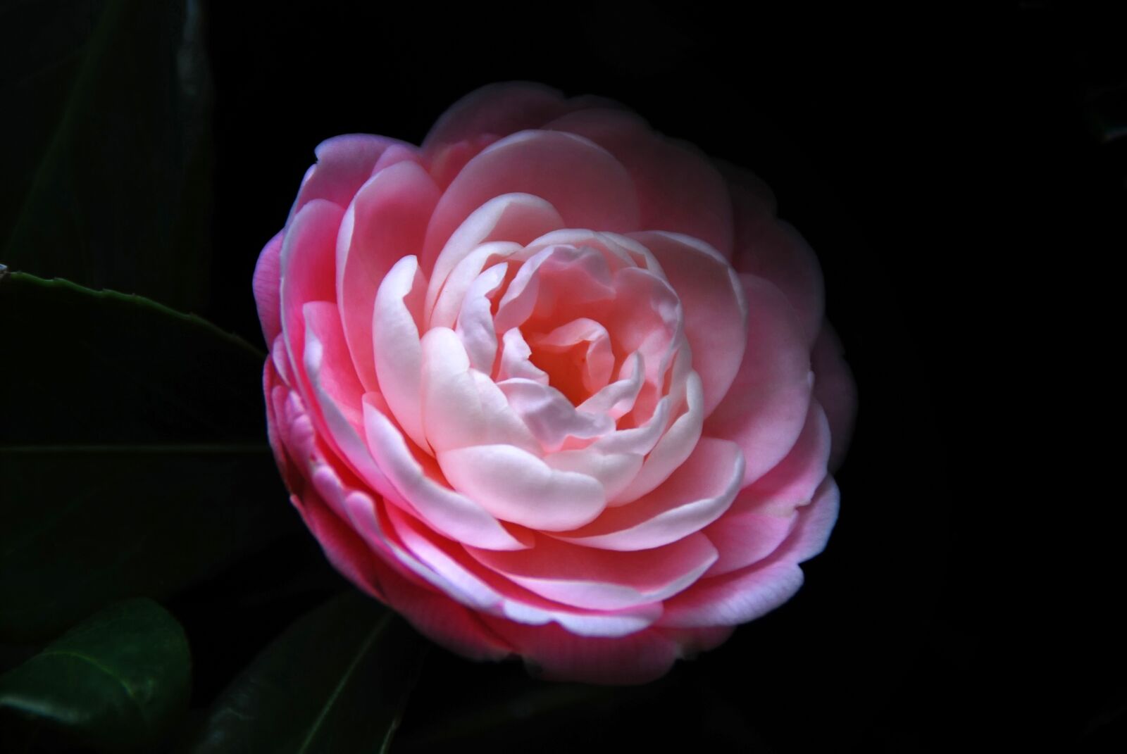 Nikon D40X sample photo. Flower, cammelia, pink photography