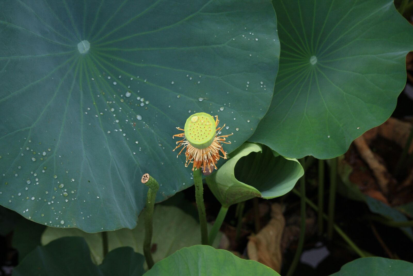 Canon EOS 40D sample photo. Lotus seed, plants, lotus photography