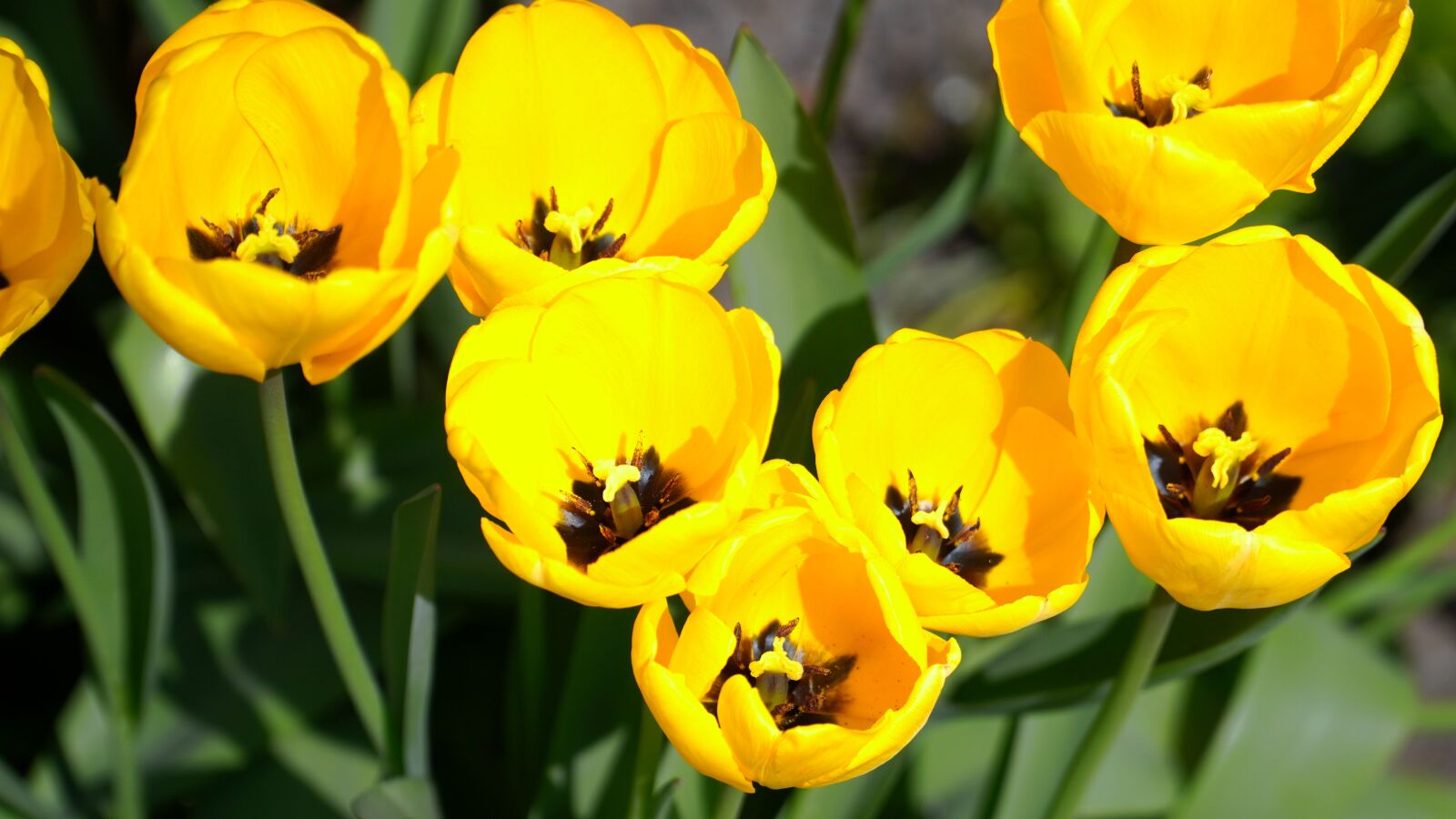 Sony E PZ 18-105mm F4 G OSS sample photo. Tulip, flower, yellow photography