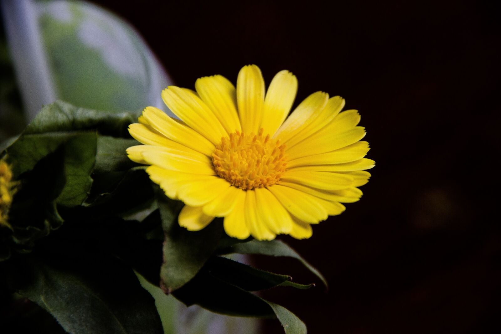 Canon EOS 650D (EOS Rebel T4i / EOS Kiss X6i) sample photo. Yellow, flower, bloom photography