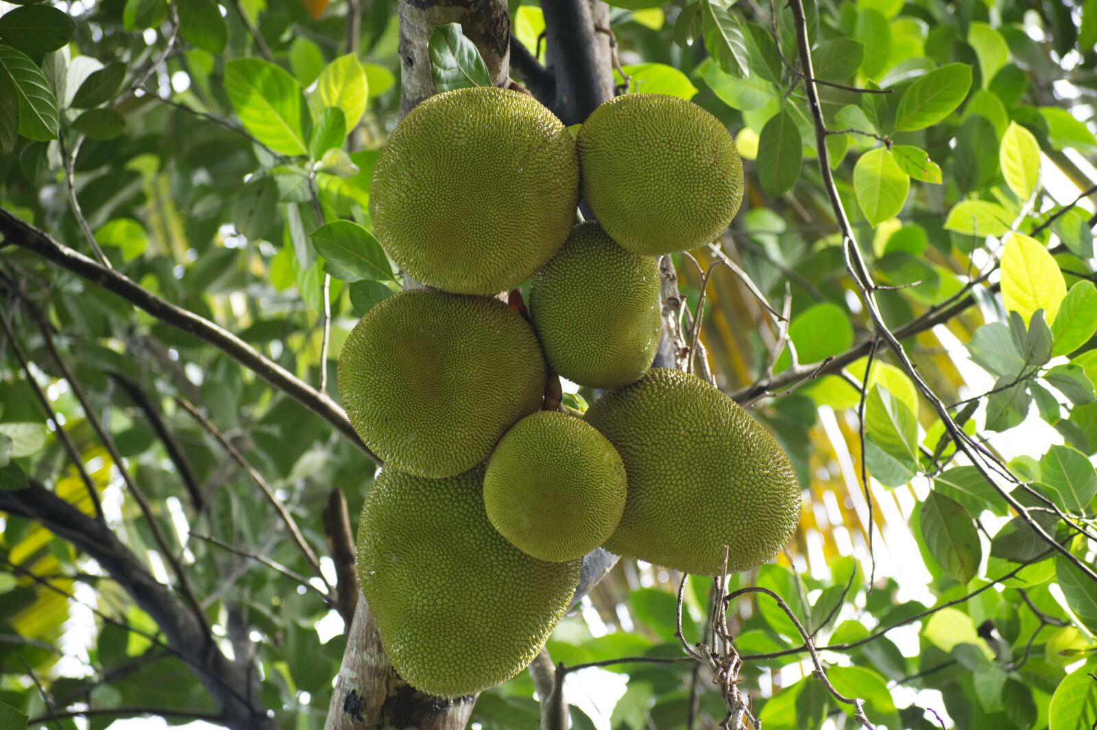 Nikon D500 sample photo. Nature, green jack fruits photography