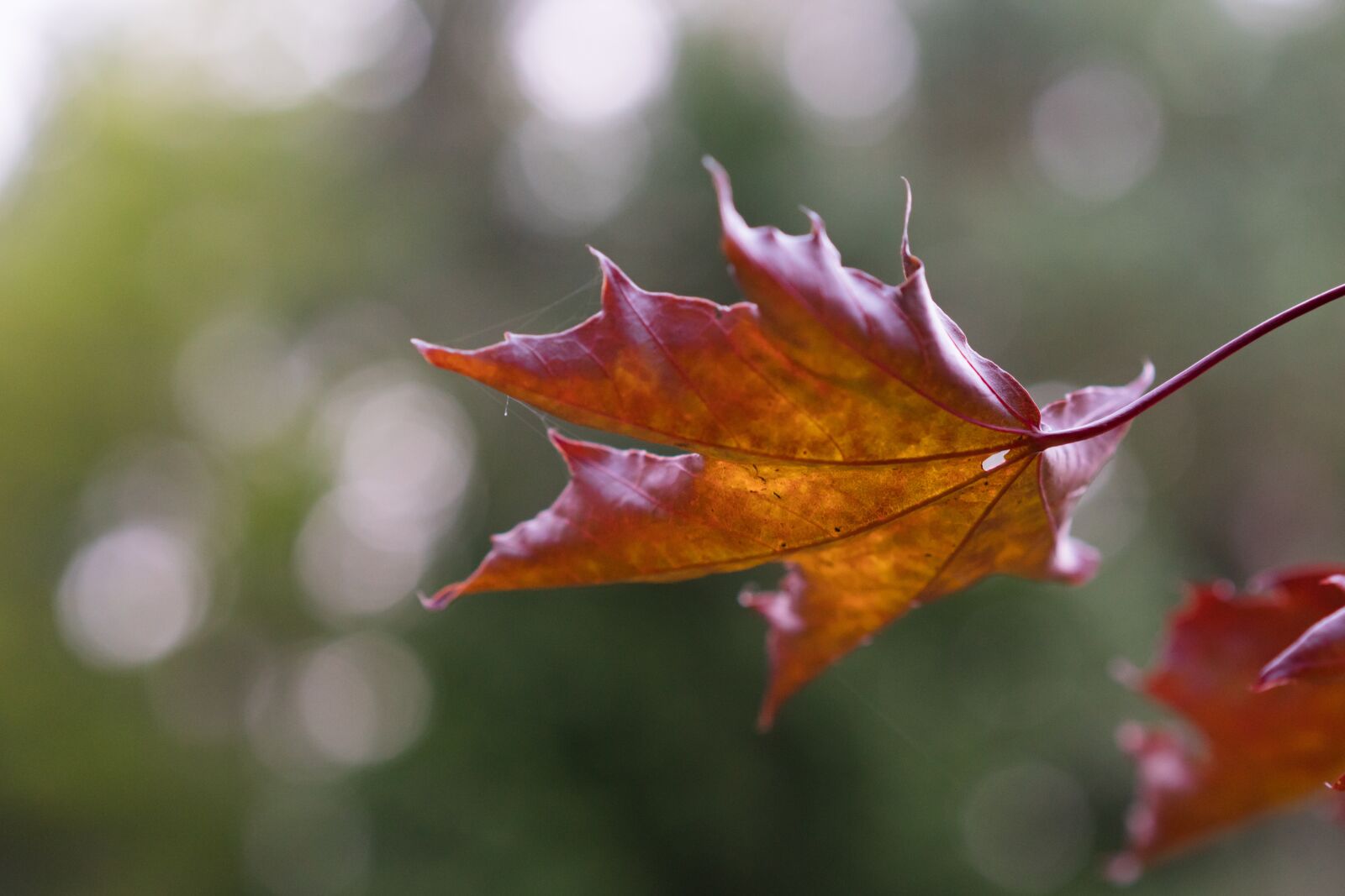 Sony a7R II + Sony Sonnar T* FE 55mm F1.8 ZA sample photo. Leaf, maple, red photography