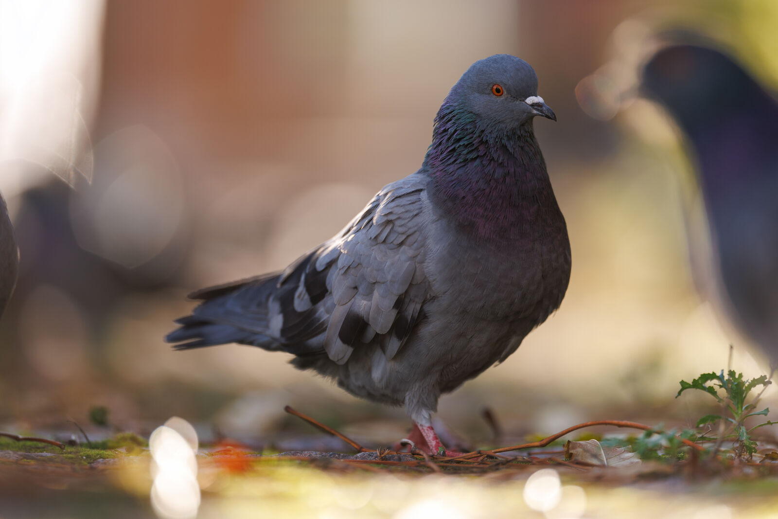 Canon EOS R1 sample photo. Pigeon street photography