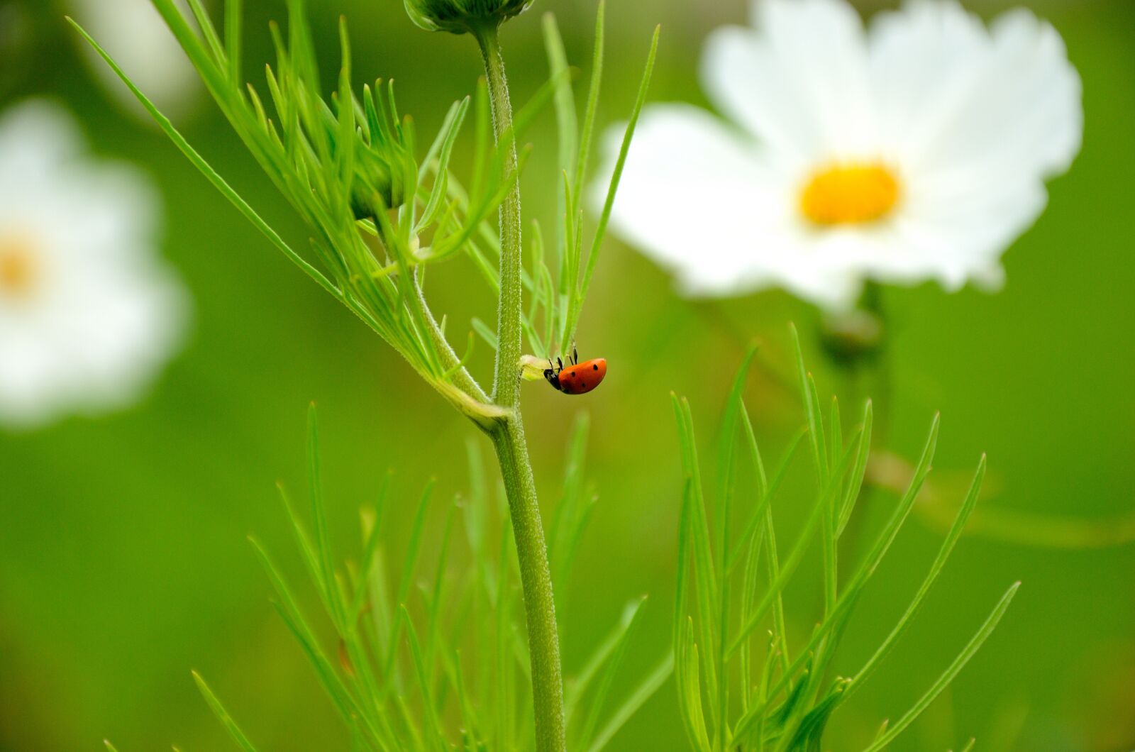 Nikon D7000 sample photo. Ladybug, flower, nature photography
