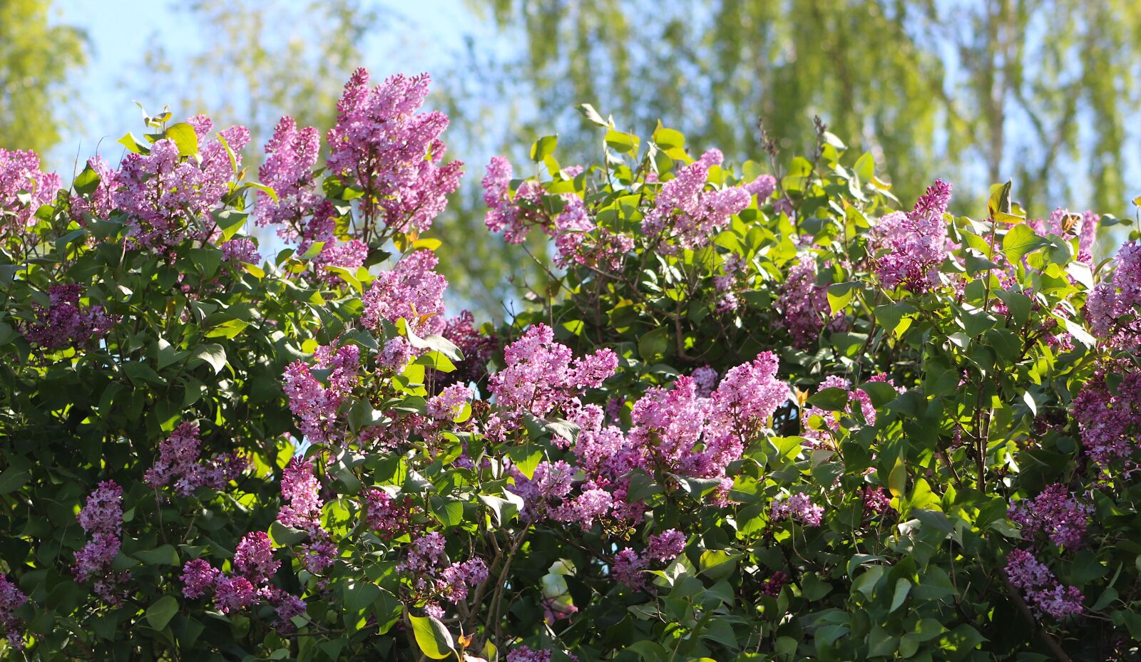Canon EOS 4000D (EOS Rebel T100 / EOS 3000D) sample photo. Nature, plants, flourishing photography