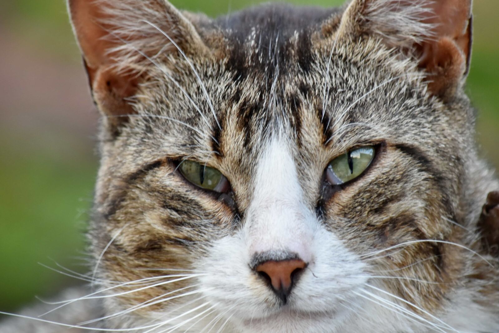 Nikon D5500 sample photo. Colorful, details, domestic cat photography