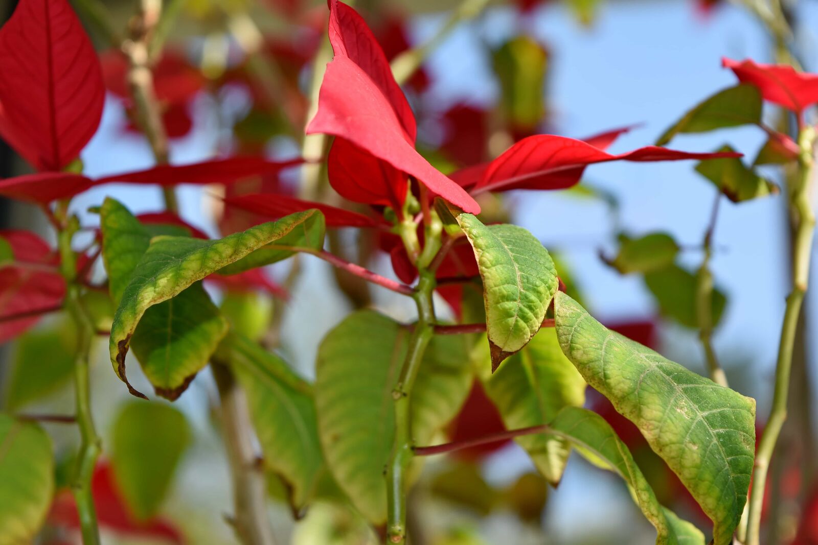Nikon D5500 sample photo. Shrub, flora, nature, tree photography