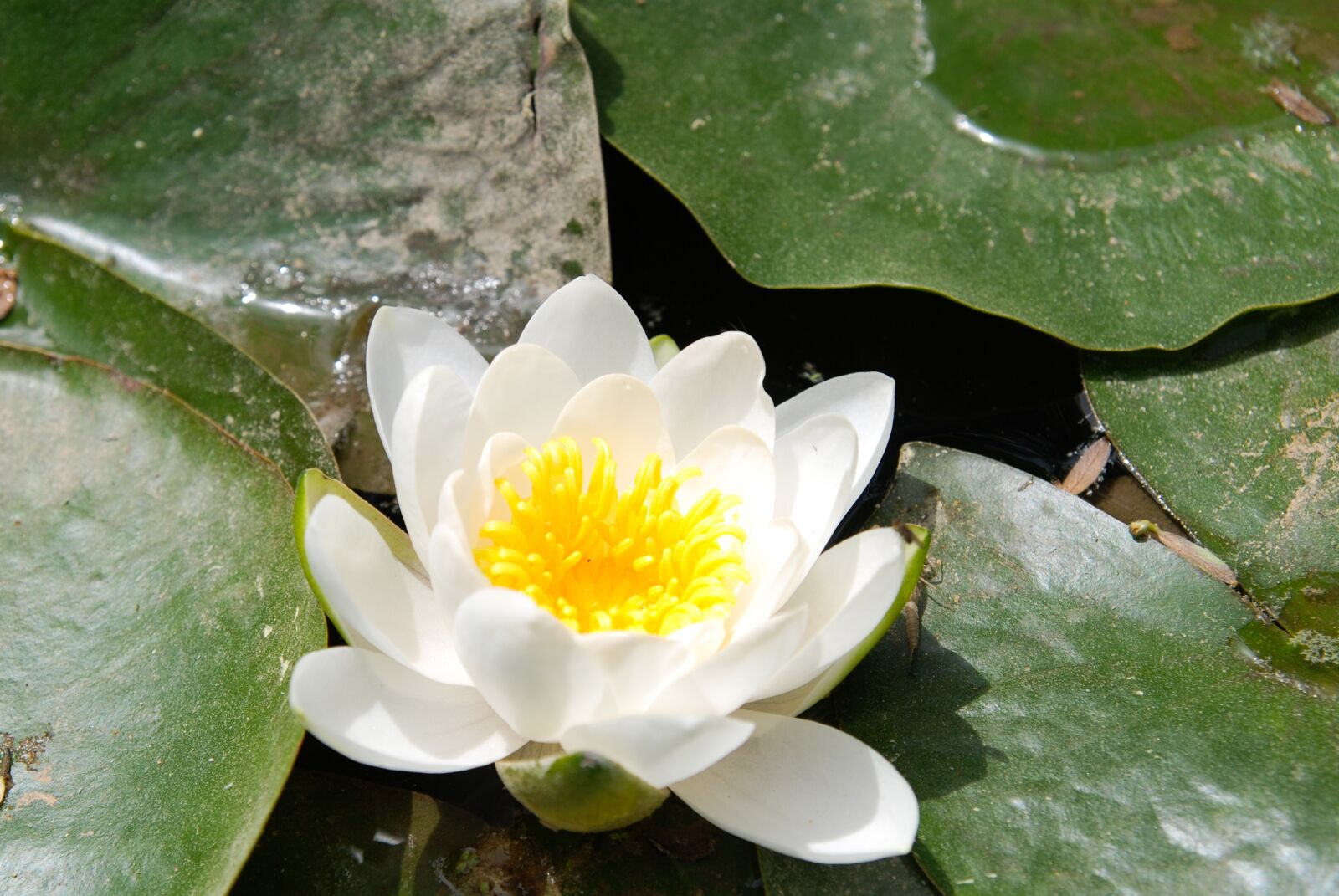 Nikon D80 sample photo. Lotus, lotus leaf, flowers photography