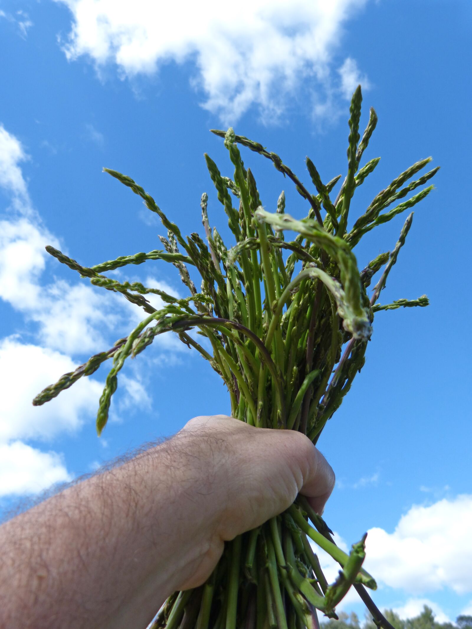 Panasonic DMC-FZ62 sample photo. Asparagus, asparagus wild, harvest photography