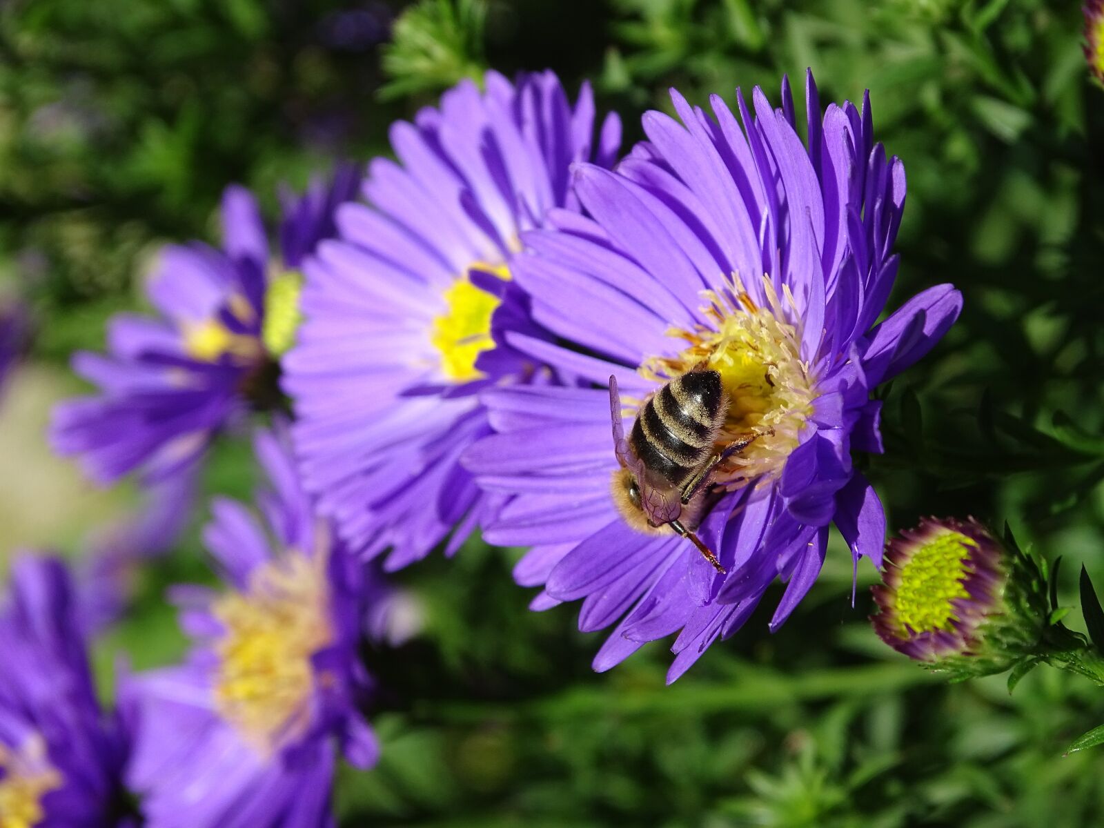 Sony Cyber-shot DSC-HX400V sample photo. Aster, herbstaster, bee photography