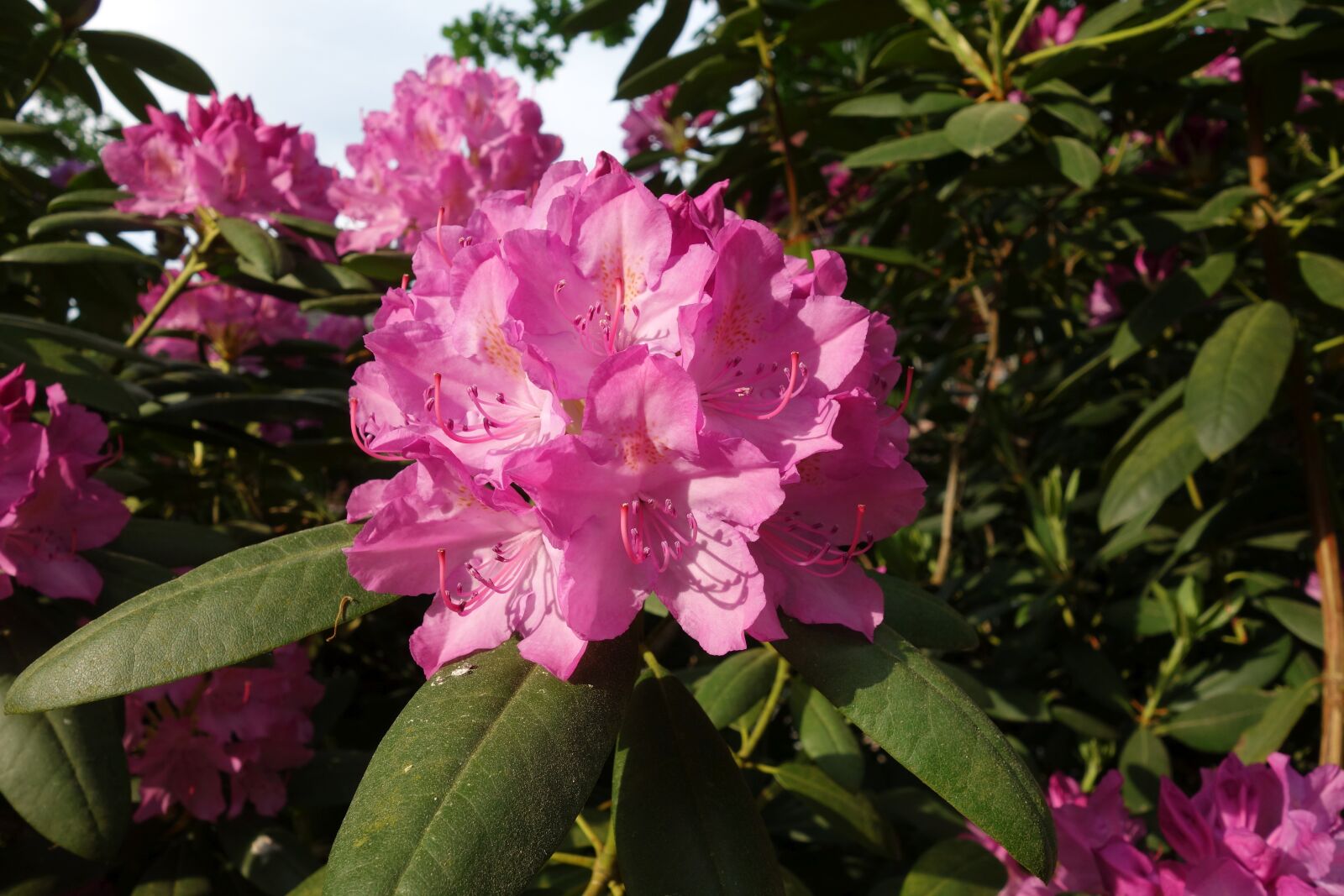 Sony Cyber-shot DSC-RX100 sample photo. Rhododendrons, flowers, pink photography