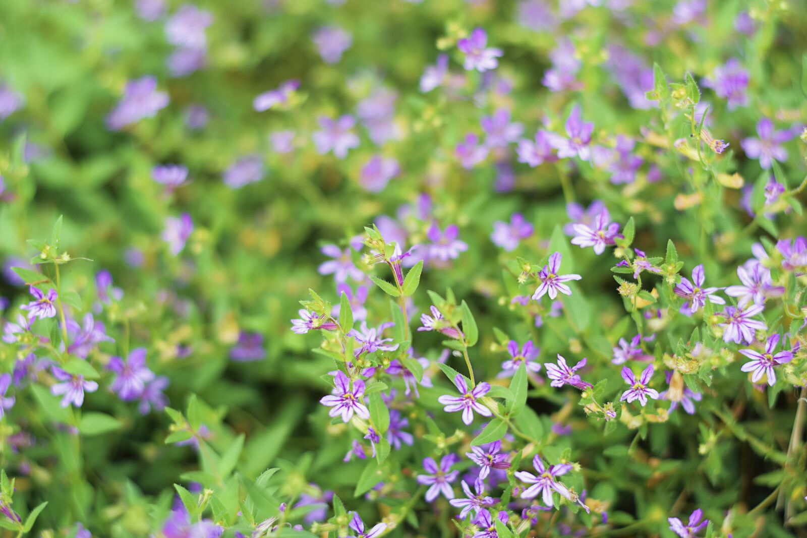 Nikon D5300 sample photo. Flower, purple, leaf photography