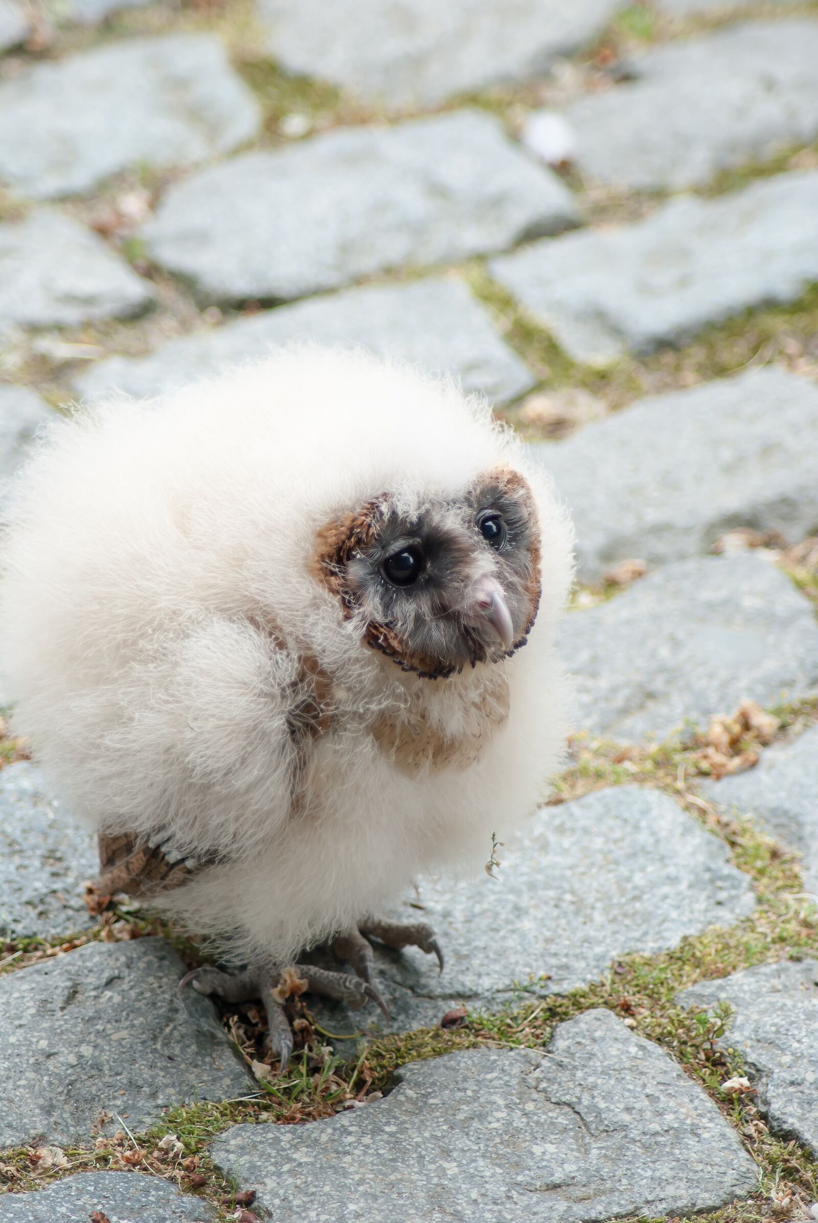 Nikon D3000 sample photo. Owl, young owl, bird photography