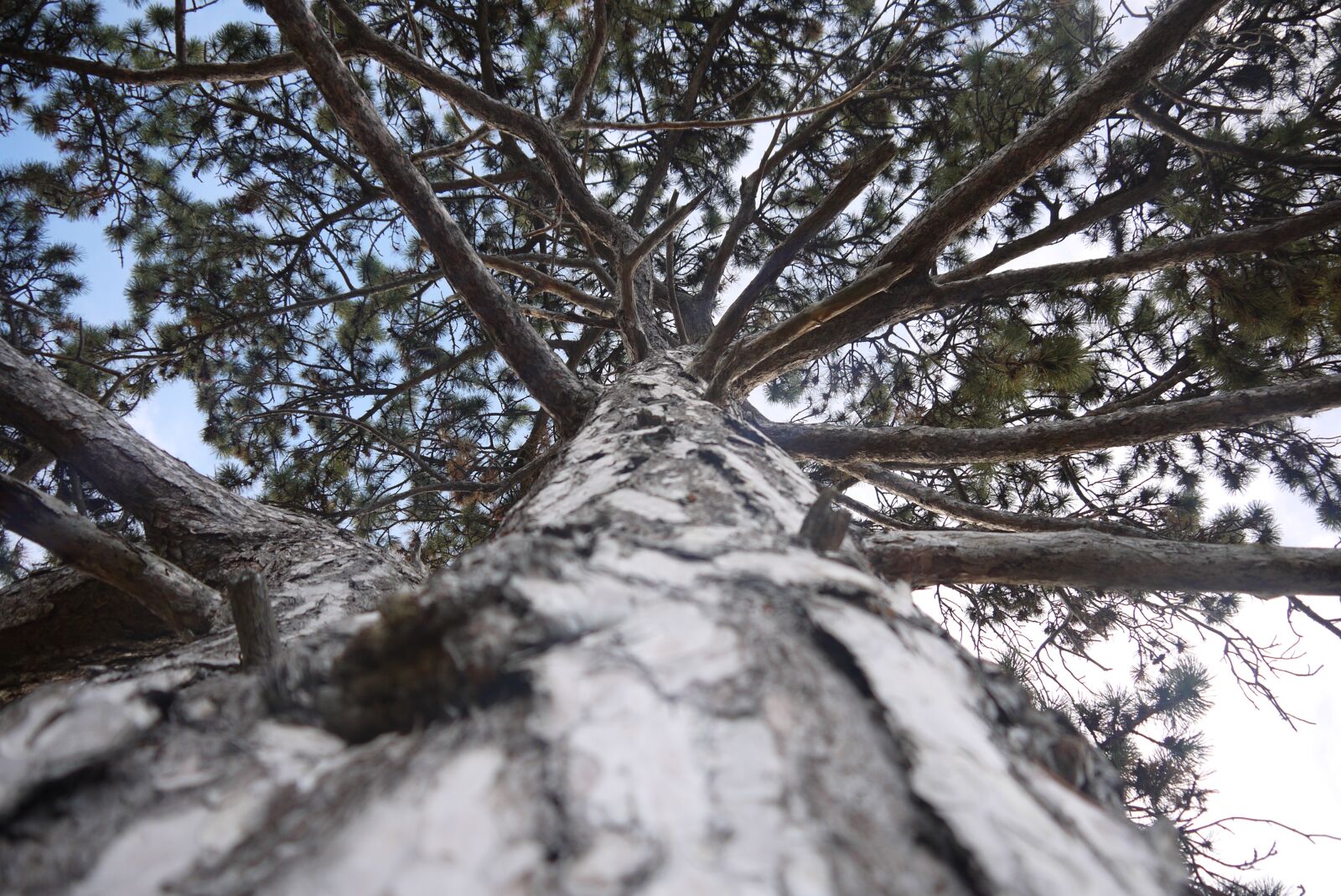 Panasonic Lumix DMC-GF2 sample photo. Tree, tall, nature photography