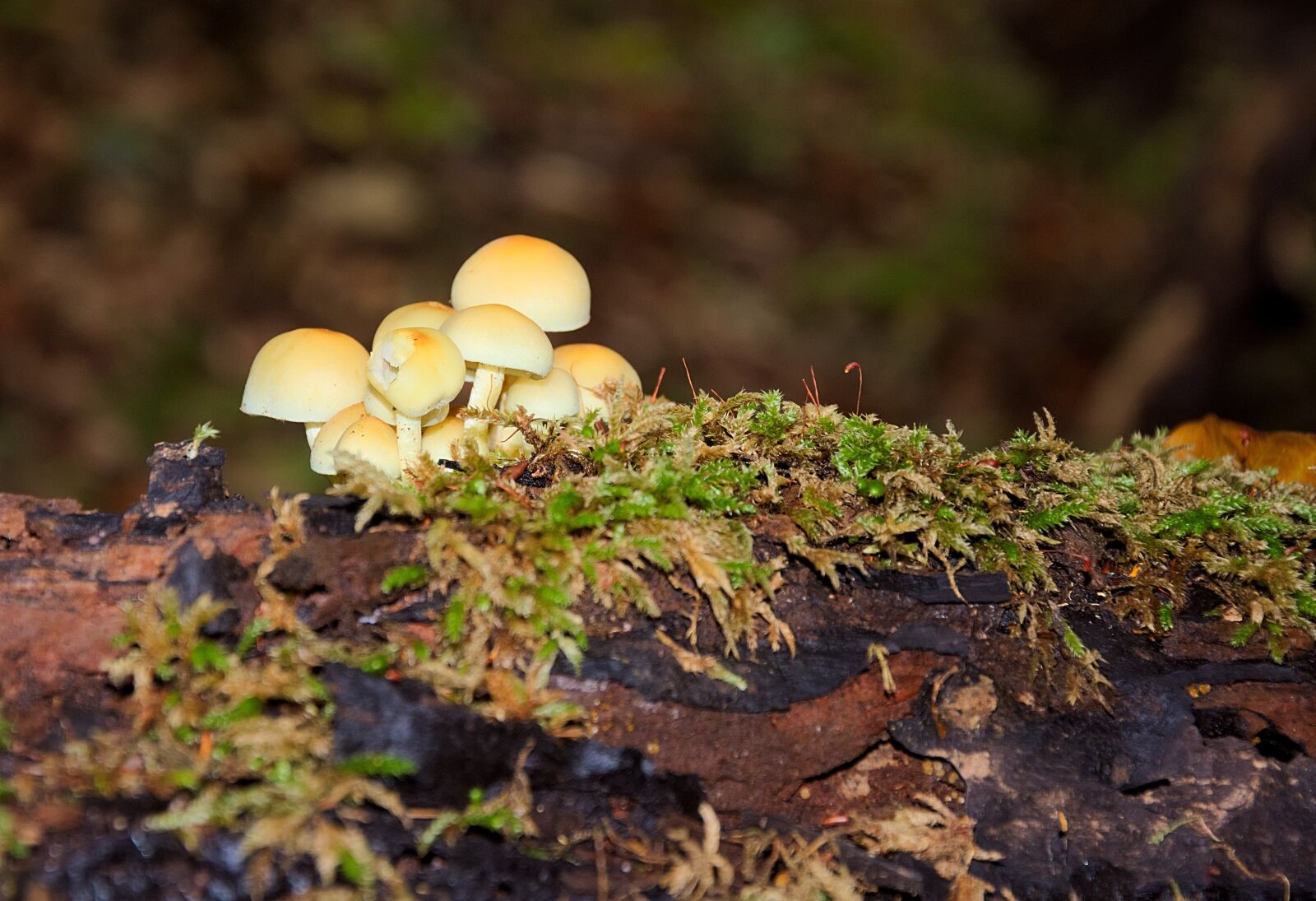 Nikon D7200 sample photo. Mushrooms, green-leaved sulfur head photography