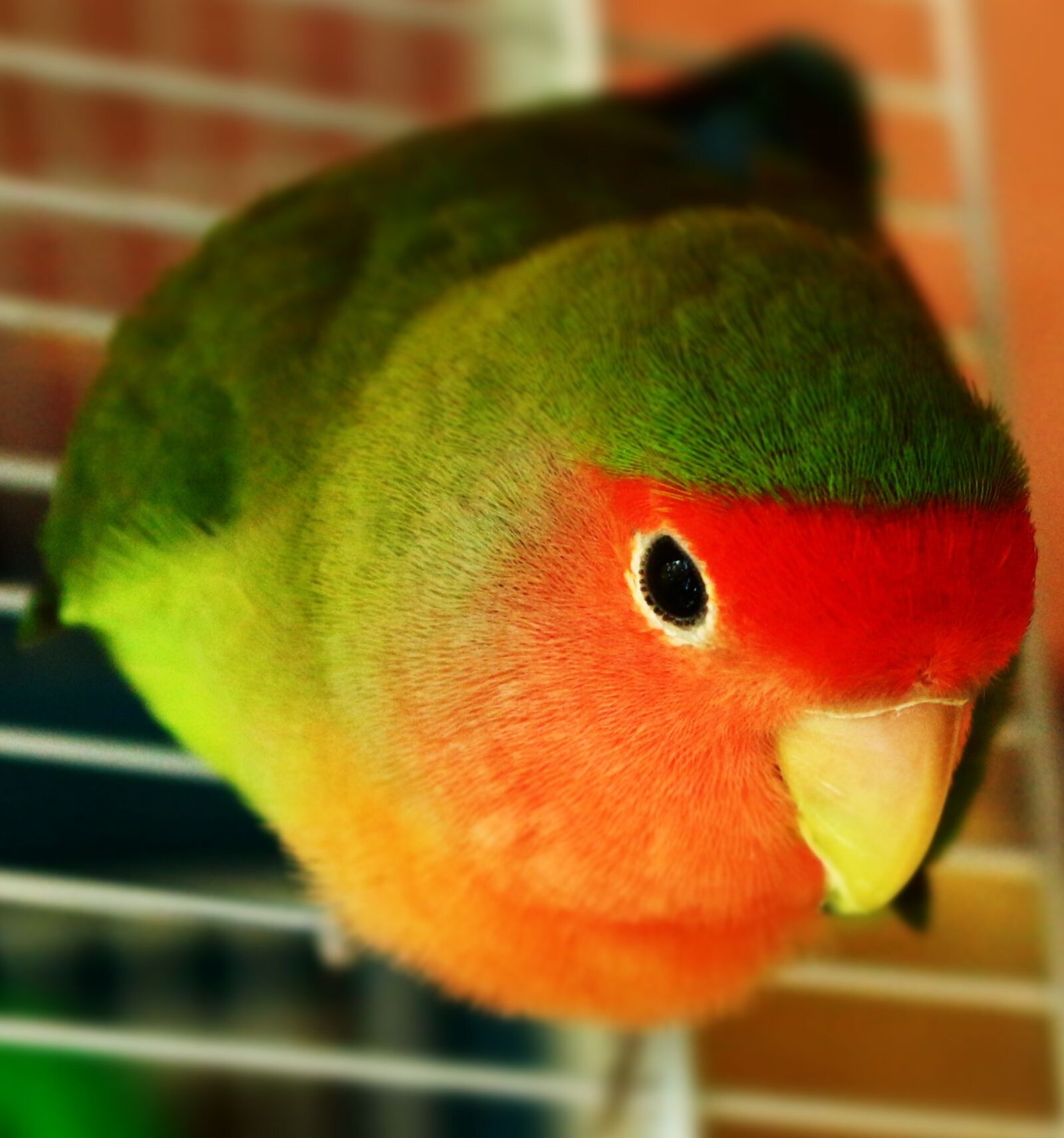 Canon EOS 650D (EOS Rebel T4i / EOS Kiss X6i) sample photo. Pet, bird, parrot photography
