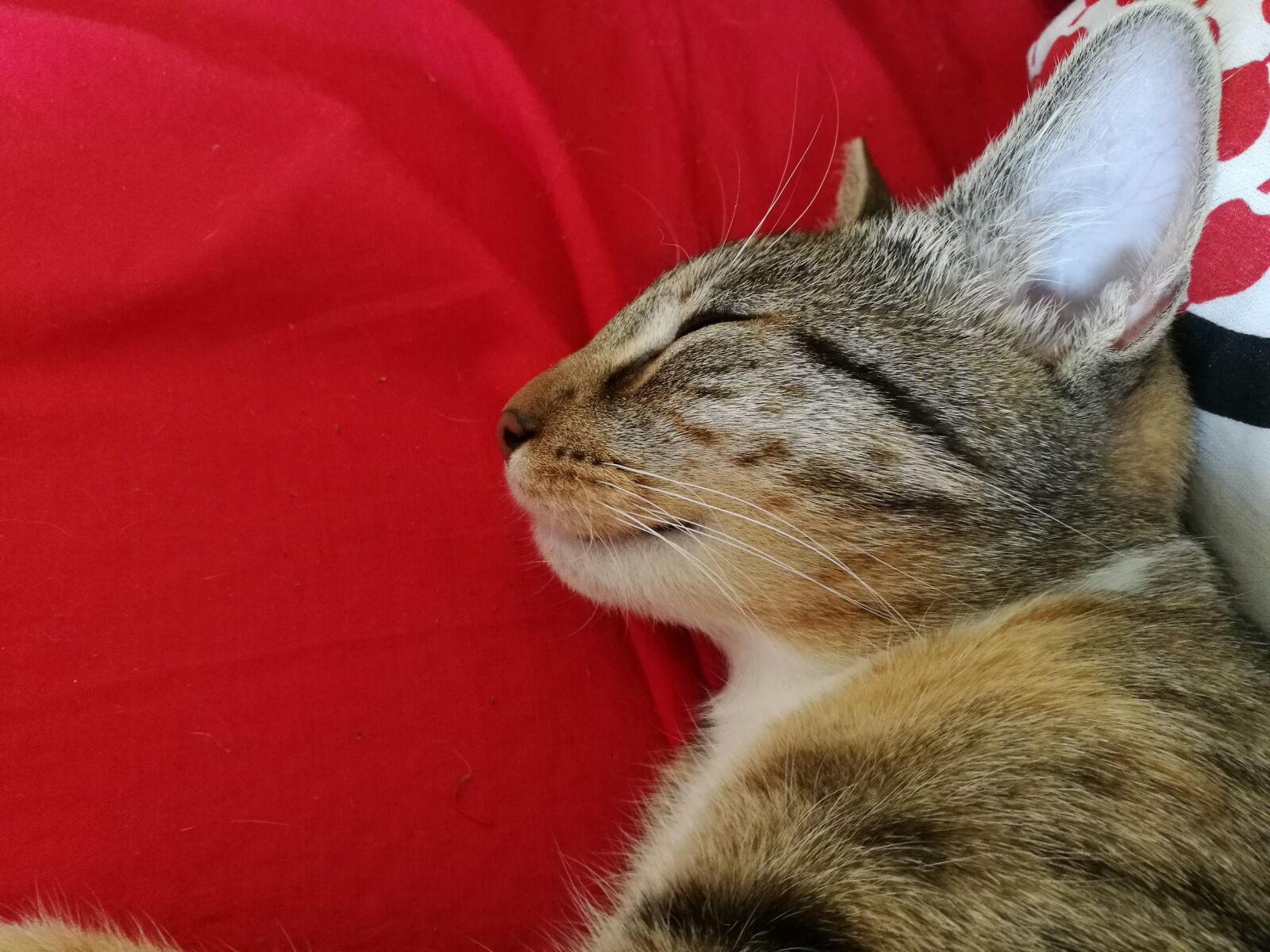 HUAWEI Honor 8 sample photo. Cat, closeup, animal photography
