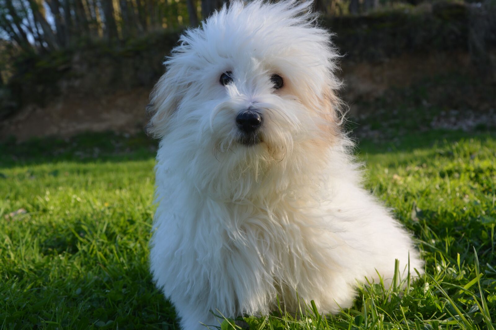 Nikon D5200 sample photo. Dog, coton de tulear photography