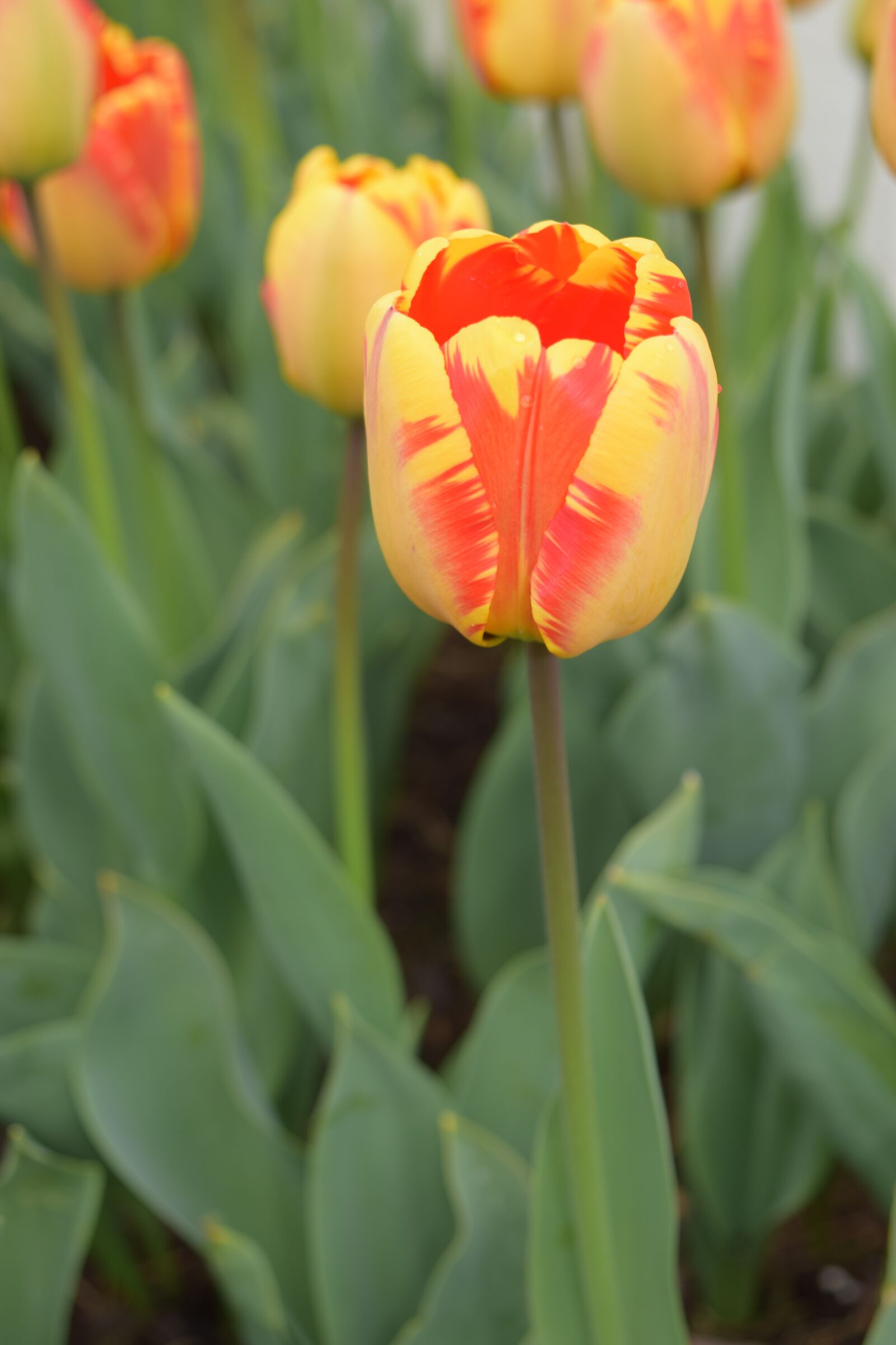 Nikon D3300 sample photo. Yellow, orange tulips, flowers photography