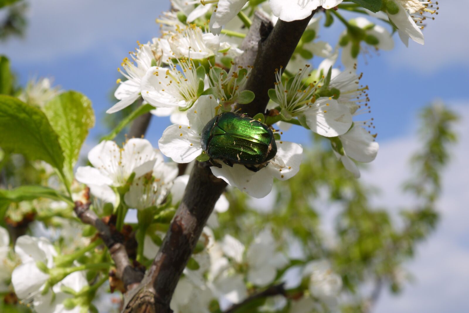 Panasonic Lumix DMC-GF5 sample photo. Beetle, green, flowers photography