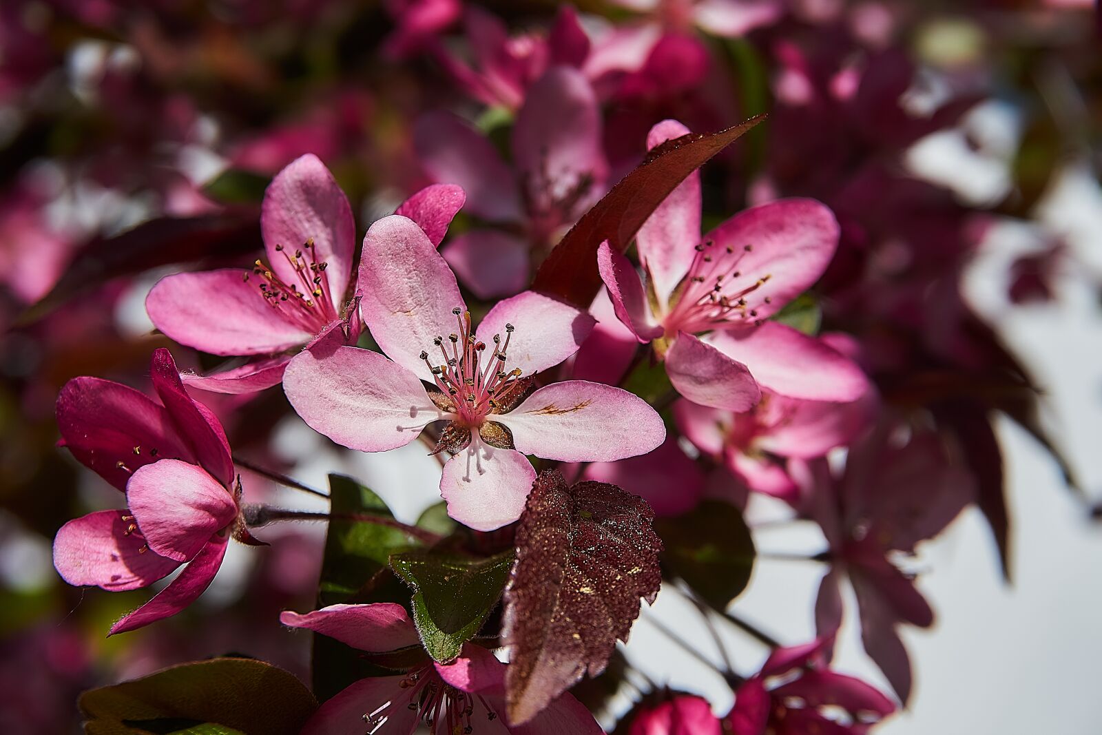 Sony a6000 sample photo. Embellishment, coccinella, malus photography