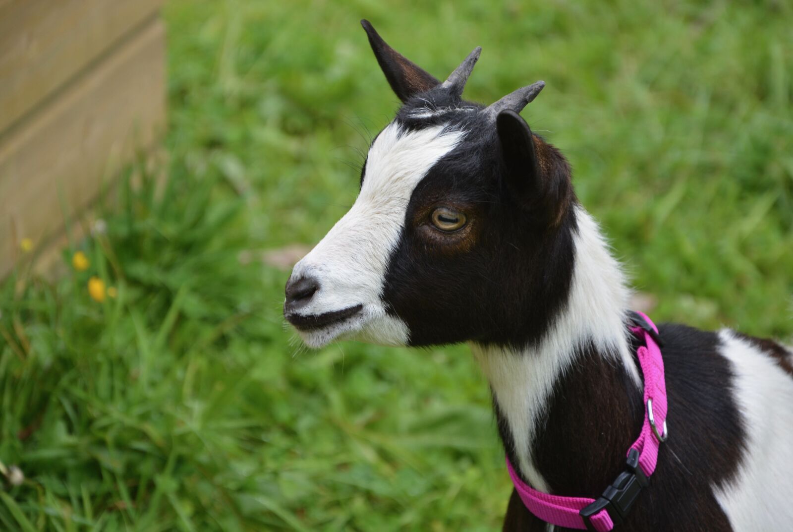Nikon D5200 sample photo. Goat, profile, head photography