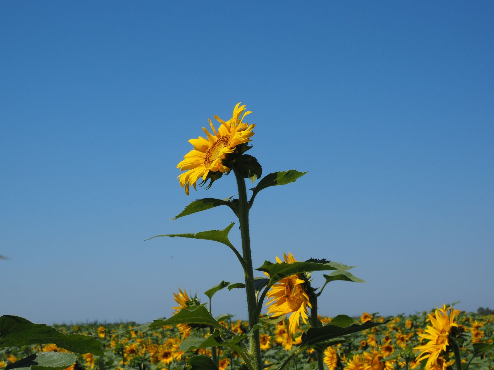 Olympus OM-D E-M1 + Olympus M.Zuiko Digital ED 12-40mm F2.8 Pro sample photo. Sunflower, inflorescence, flower basket photography