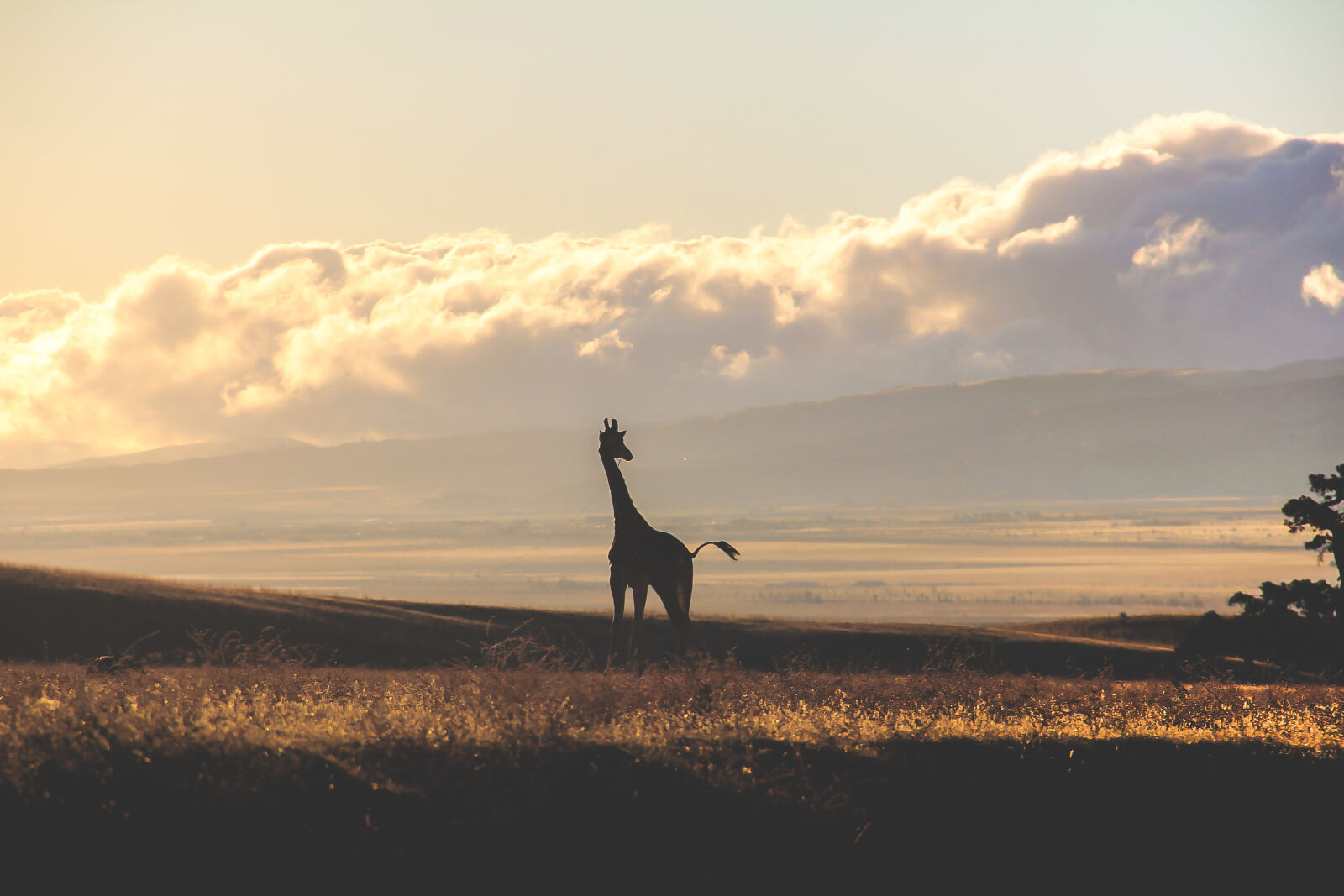 Canon EF-S 18-135mm F3.5-5.6 IS sample photo. Animals, giraffe, savanna, wilderness photography