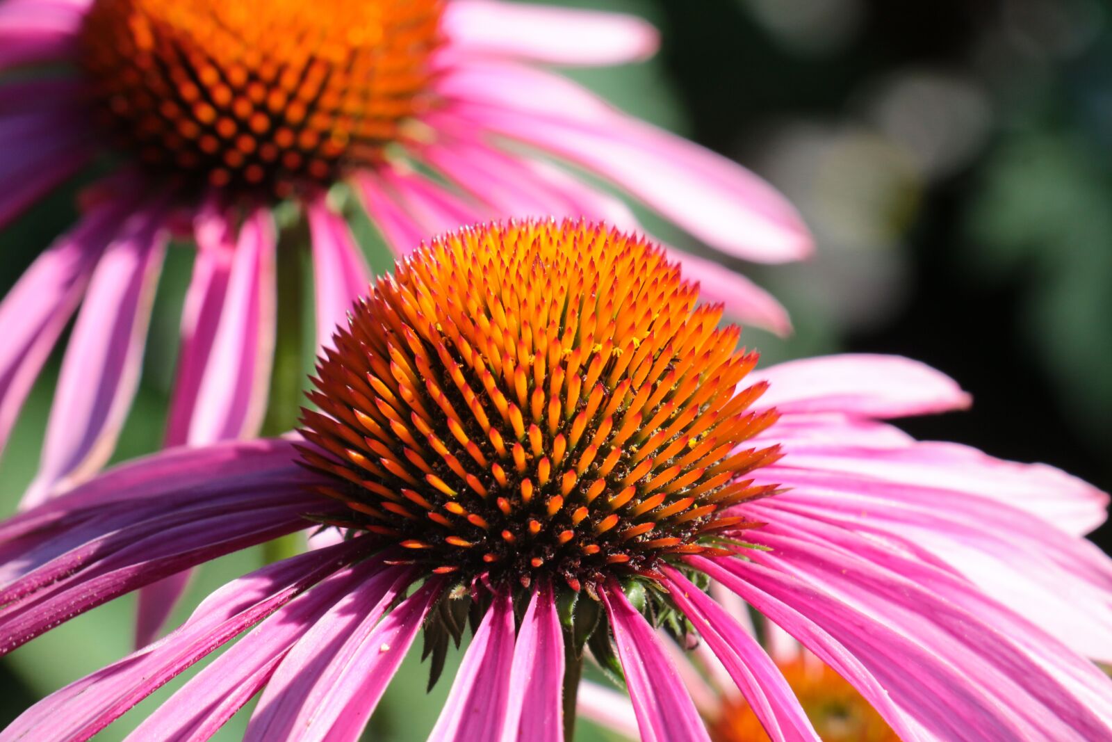 Canon EOS 700D (EOS Rebel T5i / EOS Kiss X7i) sample photo. Flower, close up, nature photography