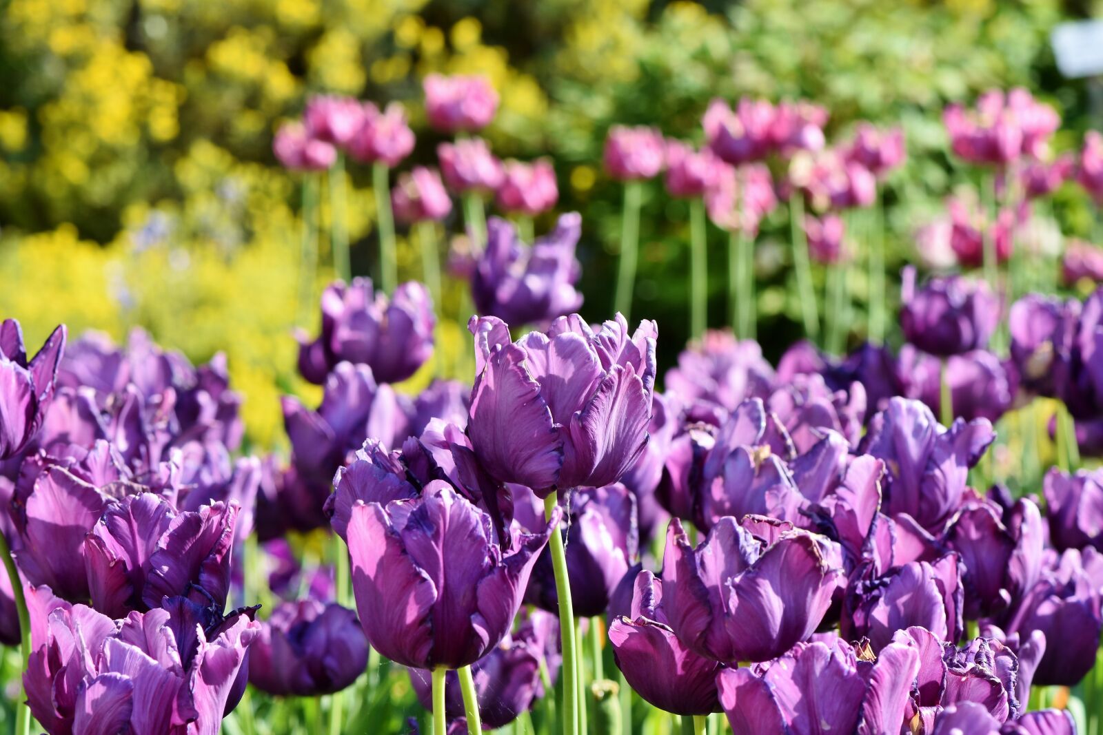 Nikon D7200 sample photo. Tulips, tulip field, tulpenbluete photography