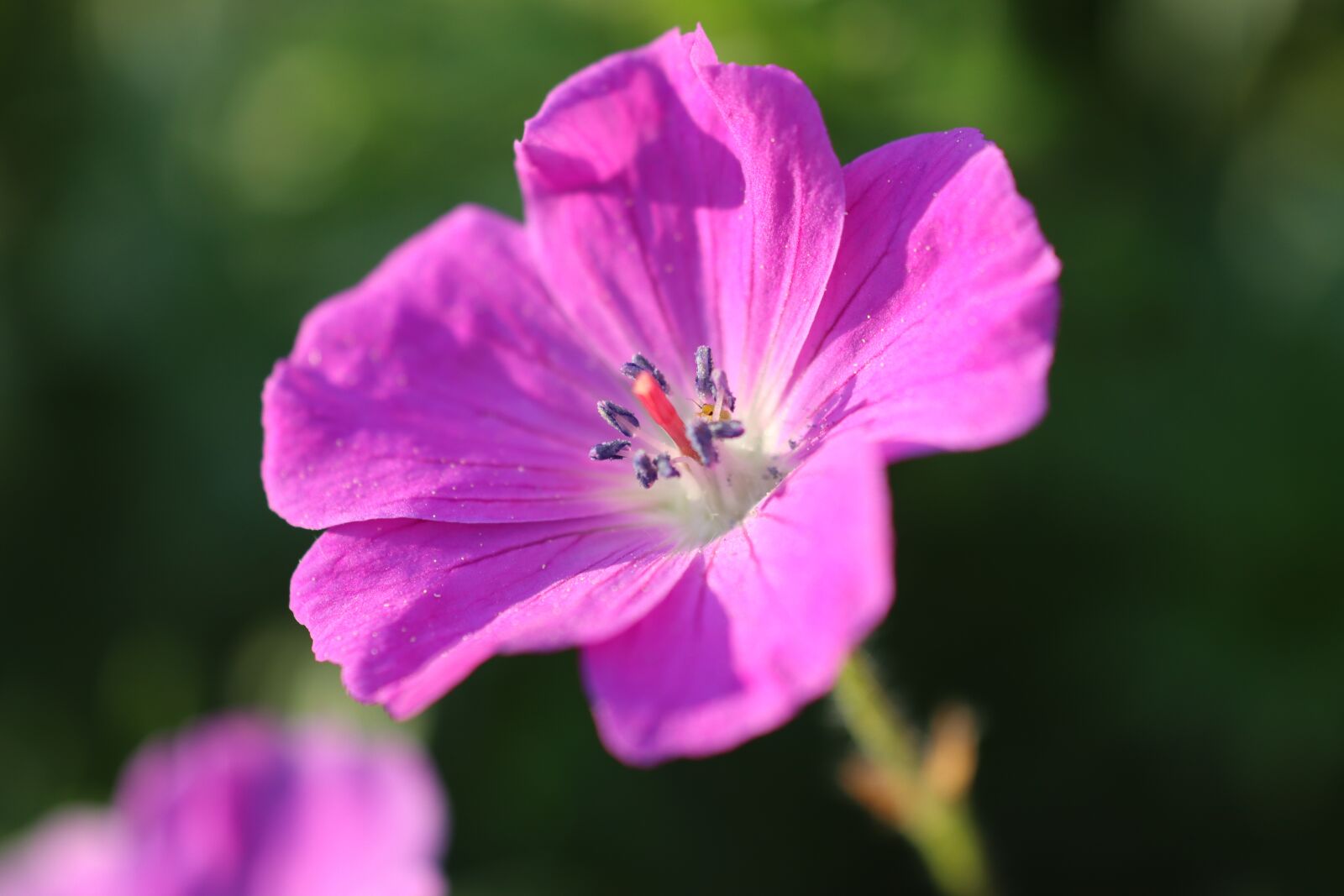 Canon EOS 90D sample photo. Cranesbill, pink, leaf photography