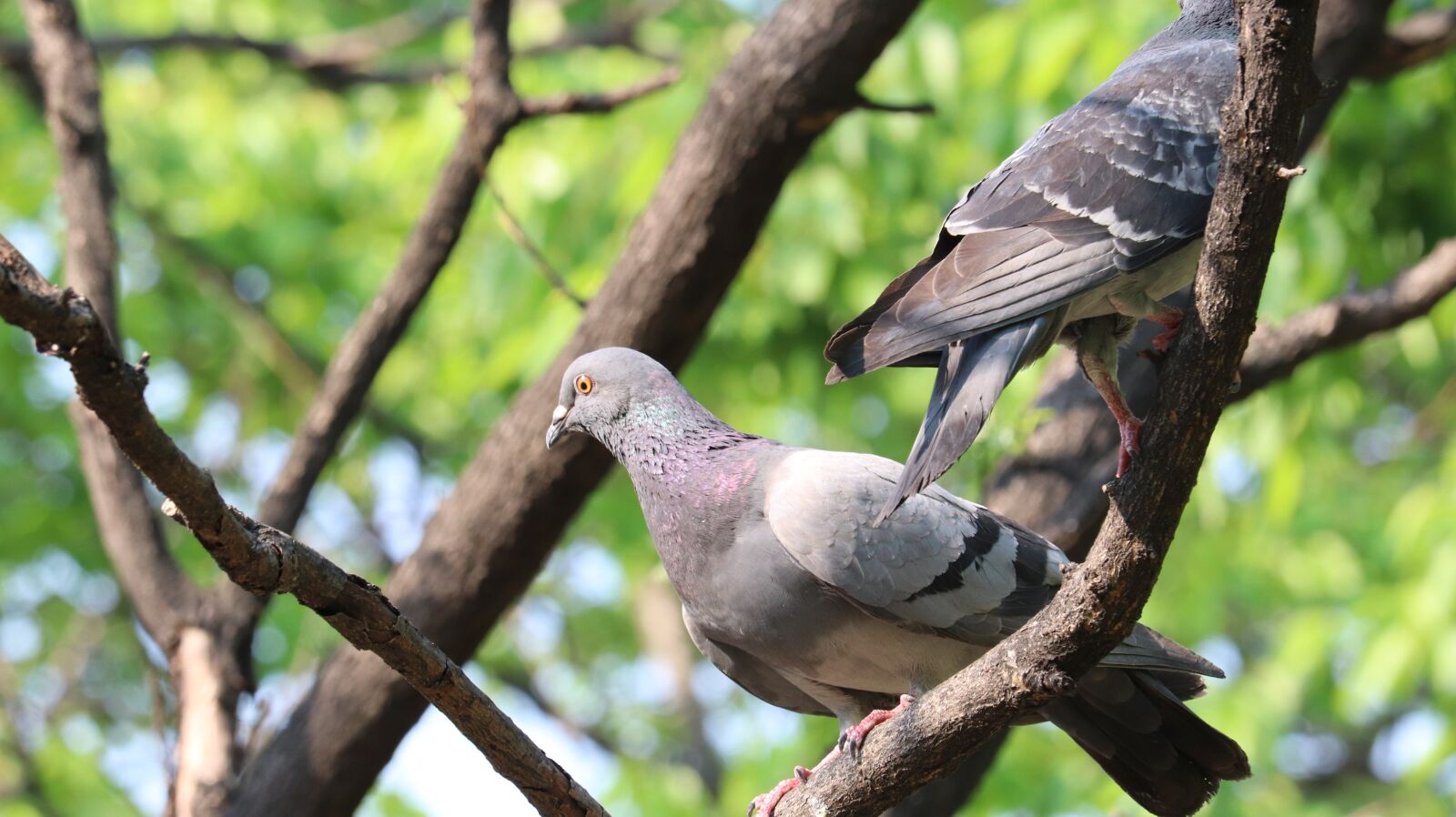 Canon EOS 77D (EOS 9000D / EOS 770D) sample photo. Nature, new, wildlife photography